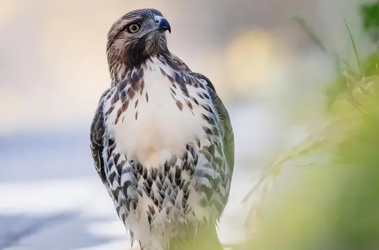 相传,满洲民族的驯鹰术可追溯至女真人时期.