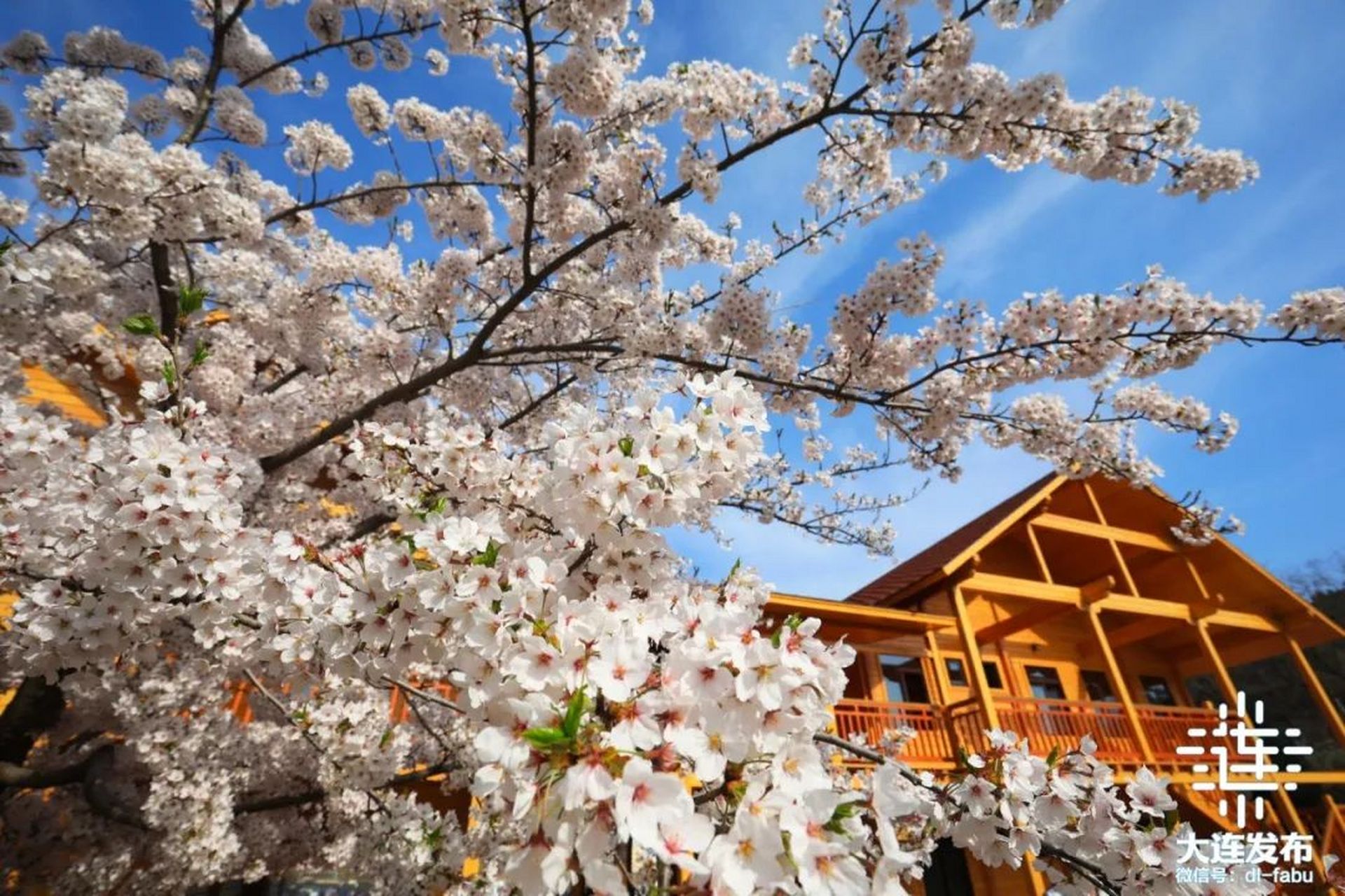 4月18日,2024第十六届中国大连旅顺(国际)樱花节在旅顺樱花园启幕,30