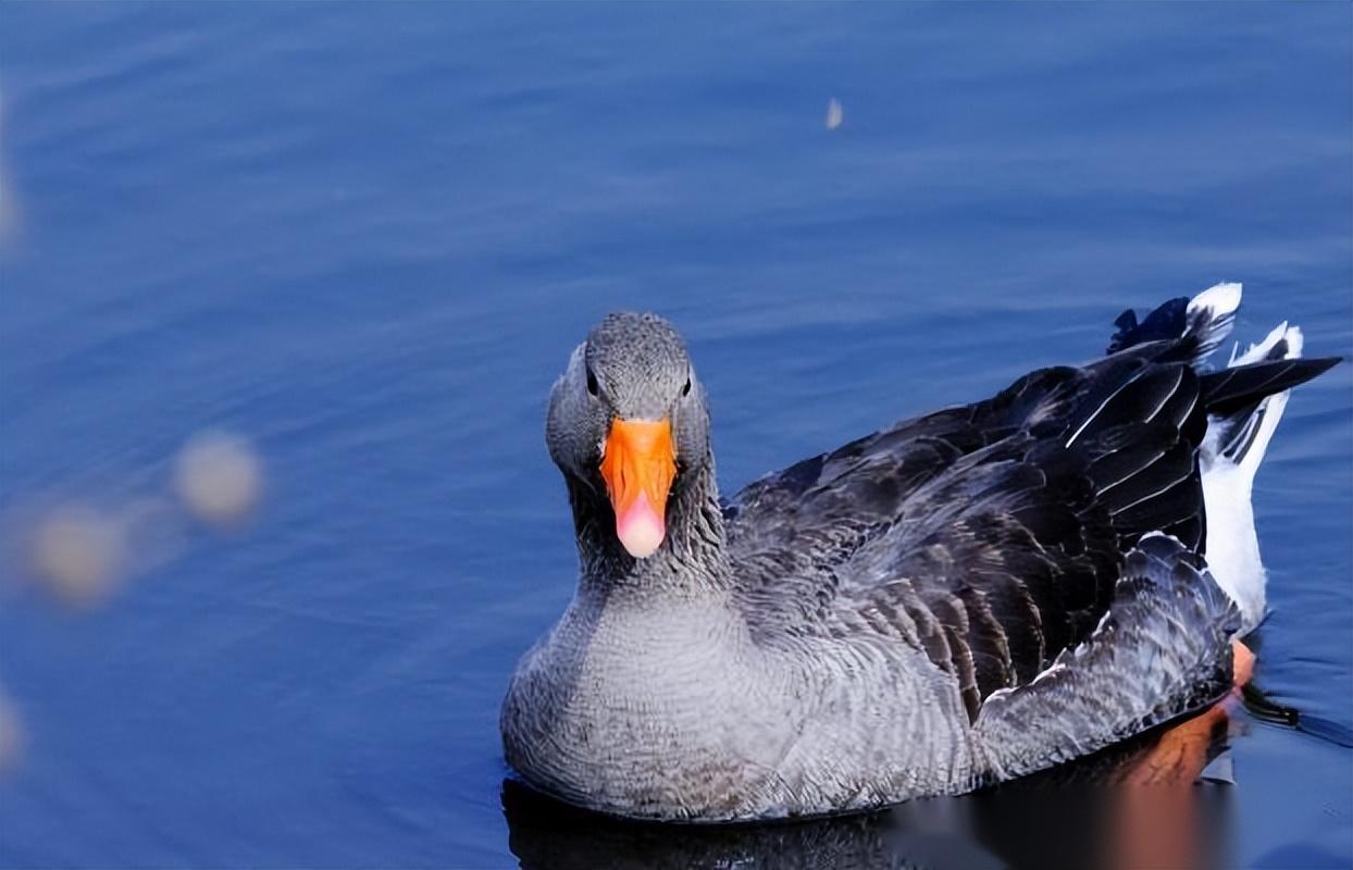回顾:大爷养会飞的鹅,被大雁拐跑几千只,半年后竟飞回上万只