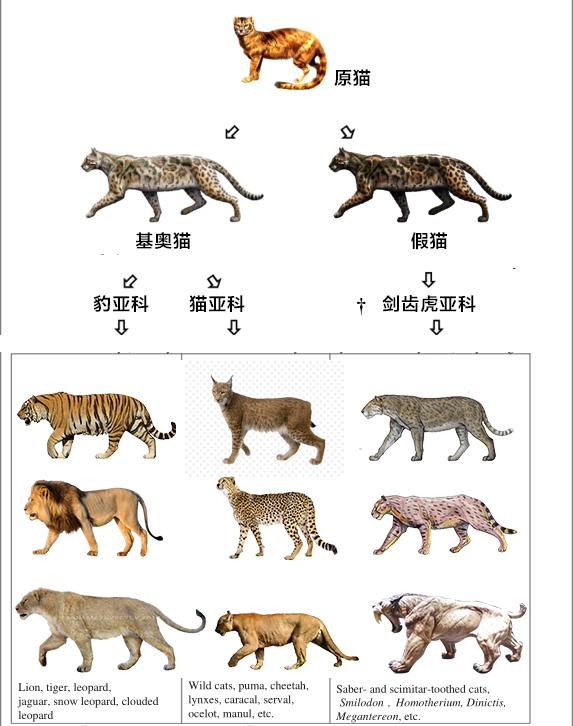 回顾 狮子的数量短暂恢复