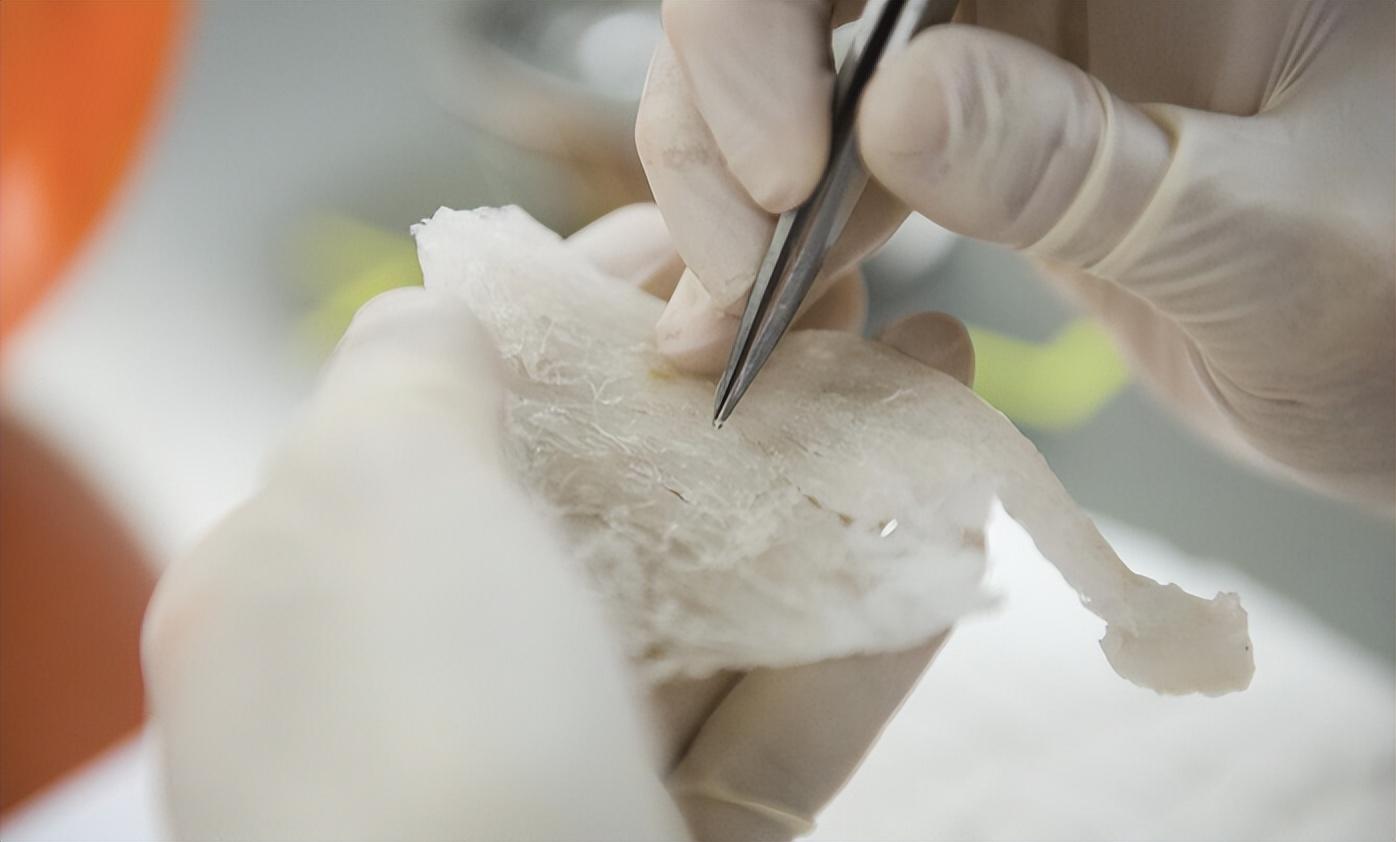 回顾燕窝怎么形成的,真是燕子用口水做成的?看完你还会想吃吗?