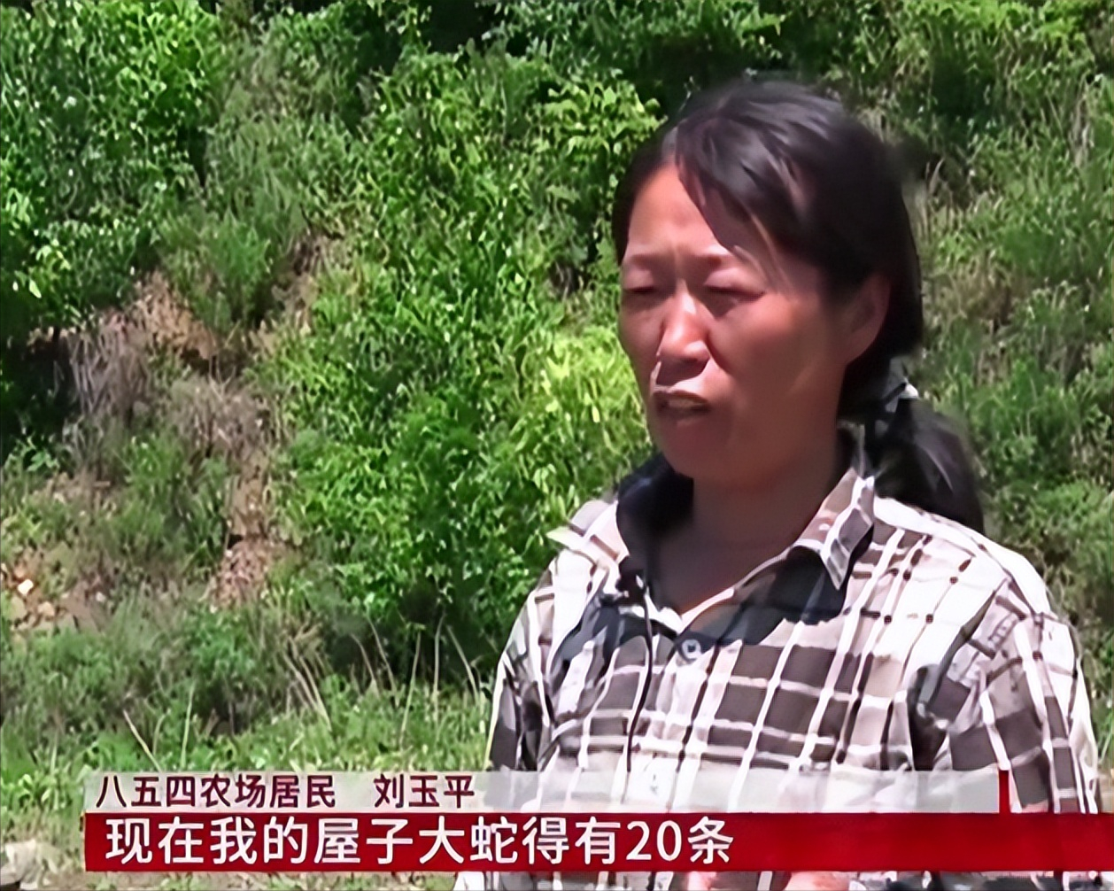 回顾:女子与二十条蛇同居十五年,从没被咬过,难道蛇也有感情?