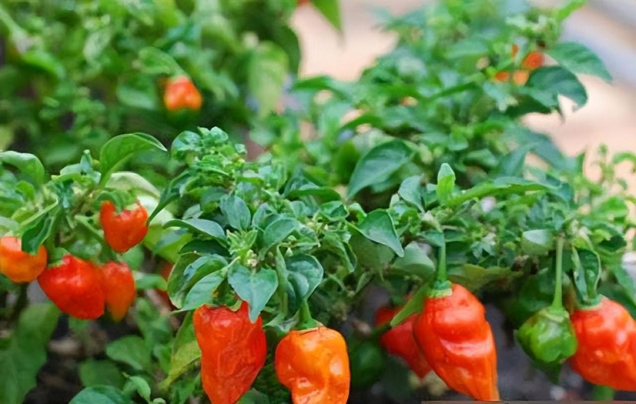 回顾"辣王"李永志:5斤辣椒配白酒,39年亦如此,如今下场令人同情