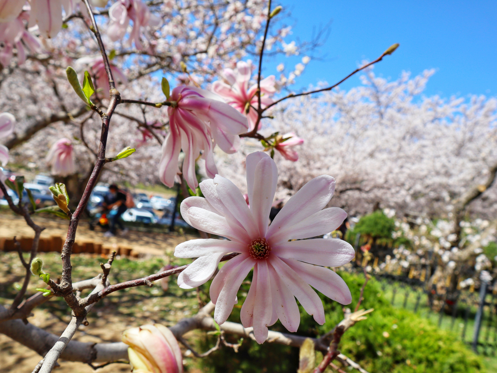 大连龙王塘樱花园稀有品种星玉兰,在国内也是比较少见的,百年星玉兰更