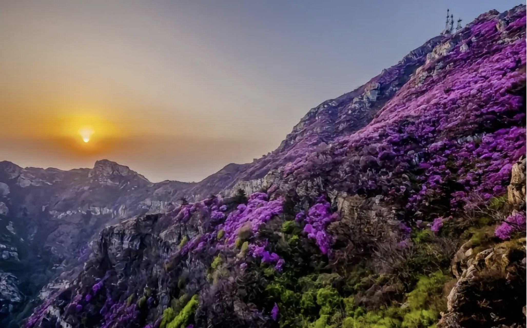 辽宁杜鹃花海图片