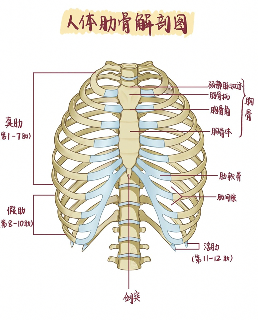 医学插画 | 人体肋骨解剖图 帮助大家记忆学习!