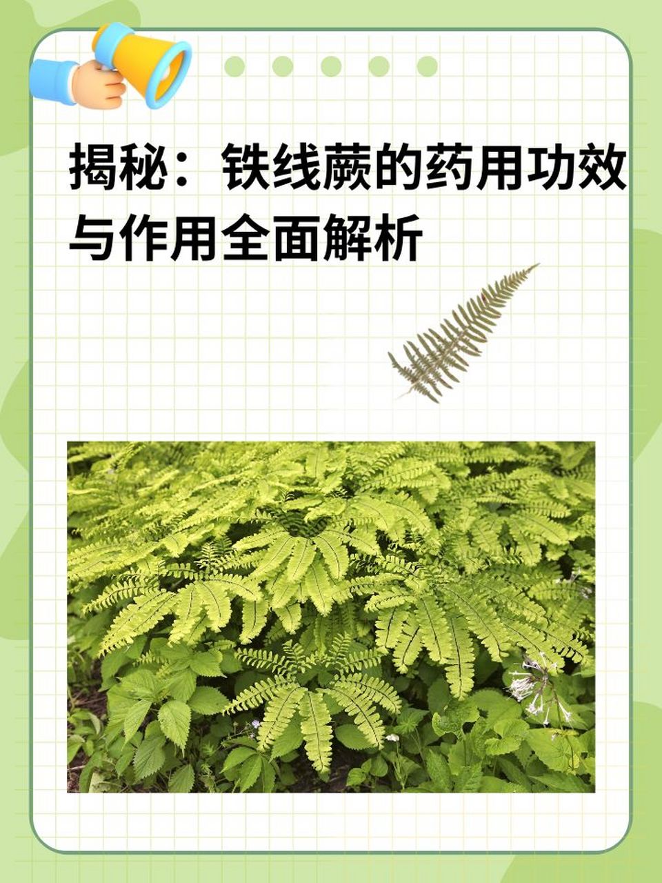 97揭秘:铁线蕨的药用功效与作用全面解析 96在一次偶然的出诊中