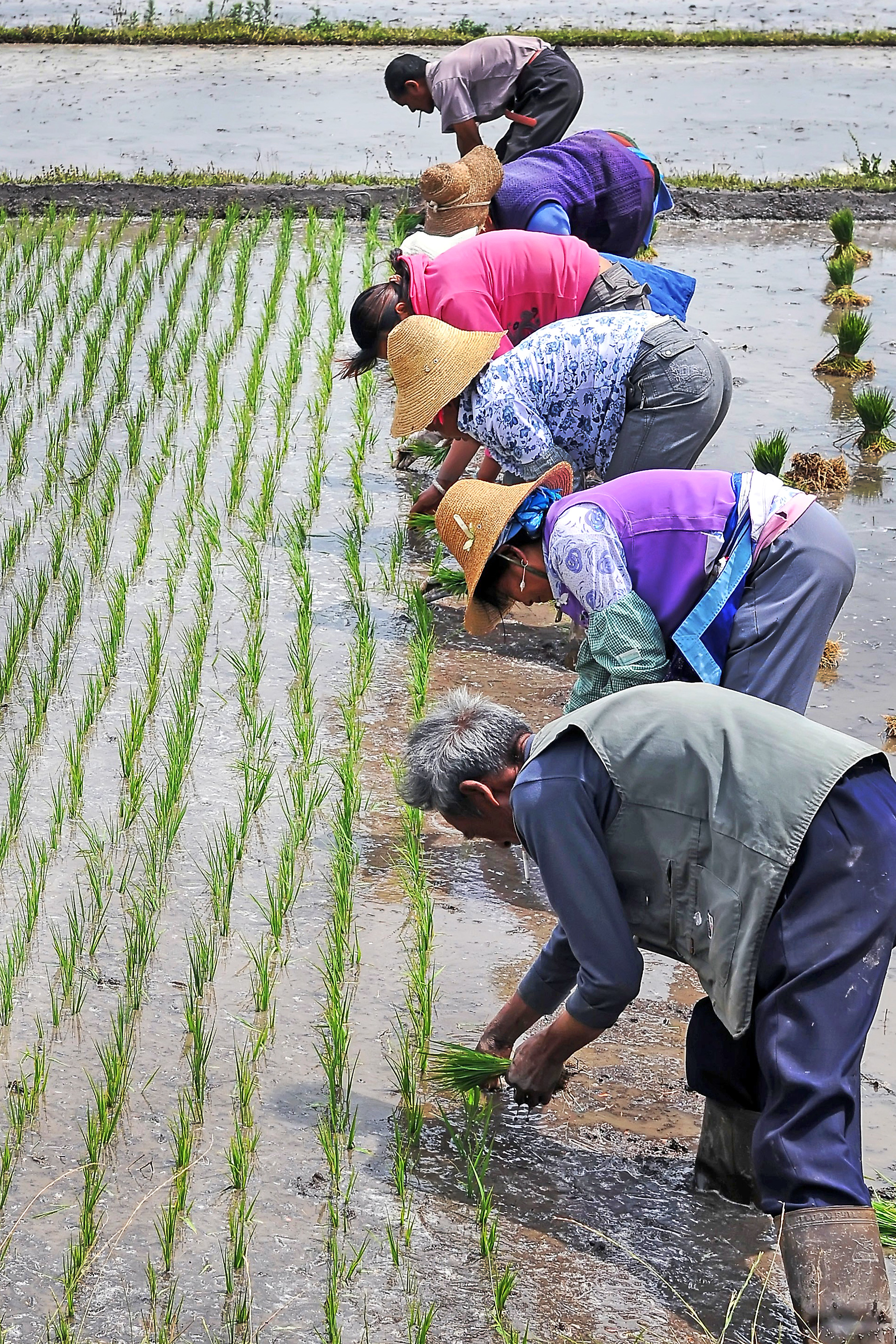 农忙图片云南农民图片群体农民插秧的视频栽秧图片高清最美农民图片
