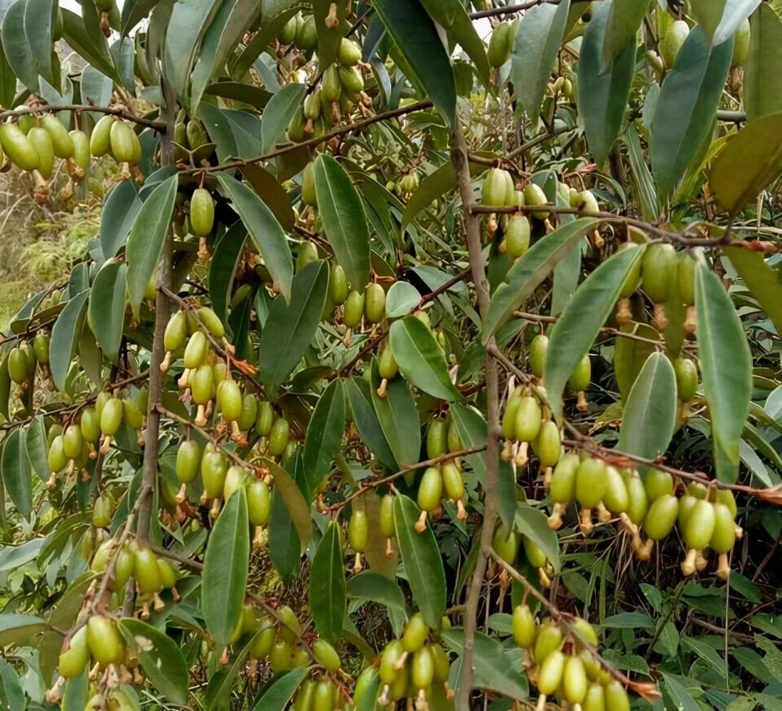 朋友介绍说,这种果实叫做羊奶果,顺手就摘了一颗尝了一口酸酸甜甜的