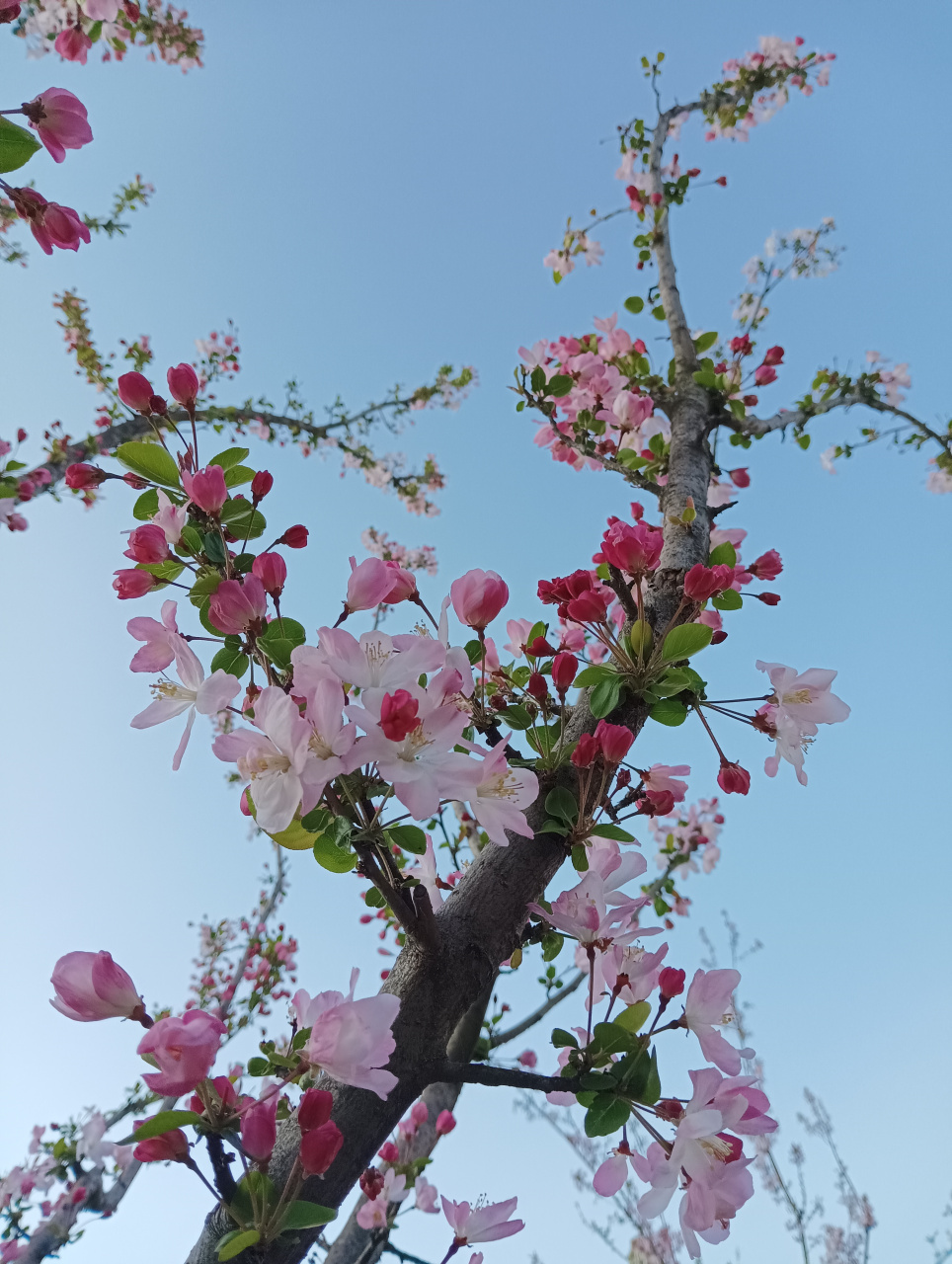 试问卷帘人,却道海棠依旧. 知否知否,应是绿肥红瘦.