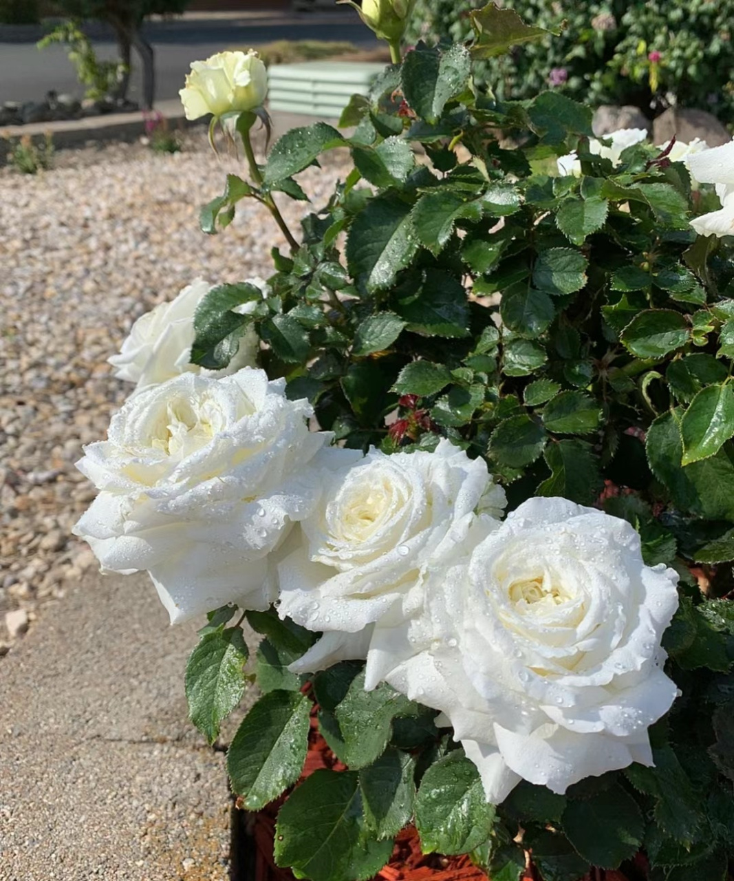 保罗二世月季花被誉为"完美"品种,花型美丽,香味清新怡人,多季节开花