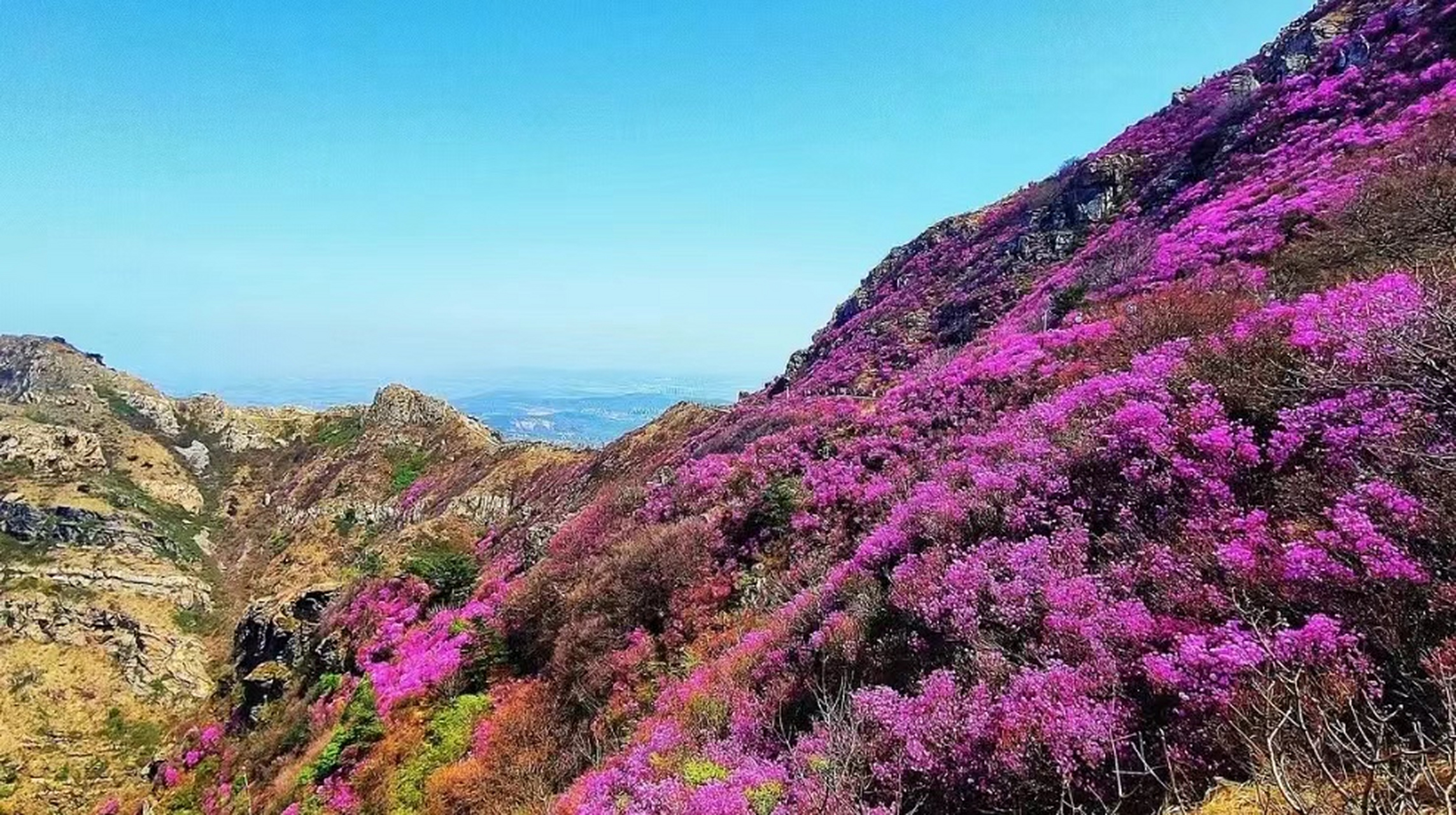 前往大黑山欣赏杜鹃花海,先徒步至唐王宫,后选择徒步登山,经关门寨