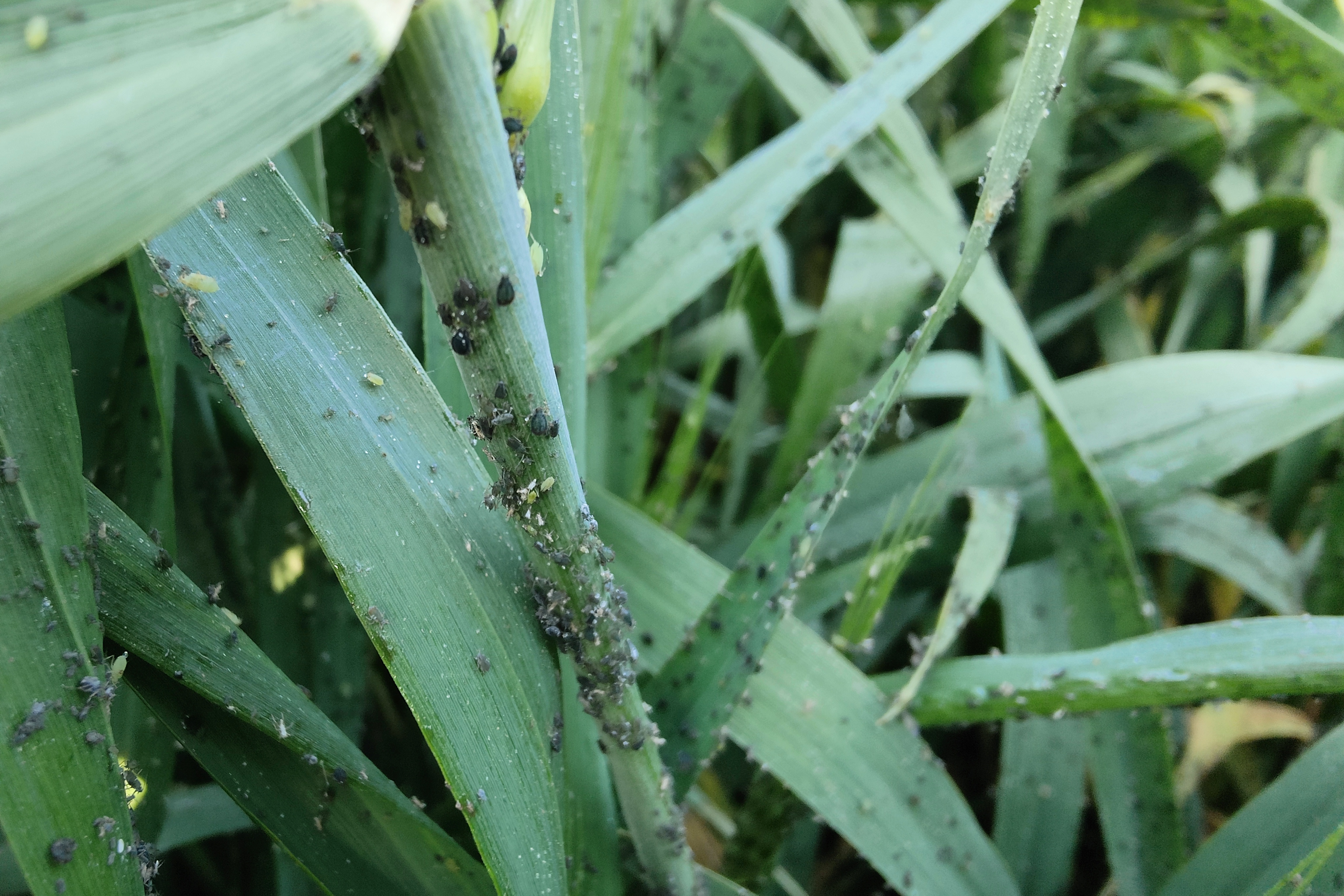 有机磷杀虫剂,可防治农业,林业和家庭卫生害虫,如棉铃虫,蚜虫,菜青虫