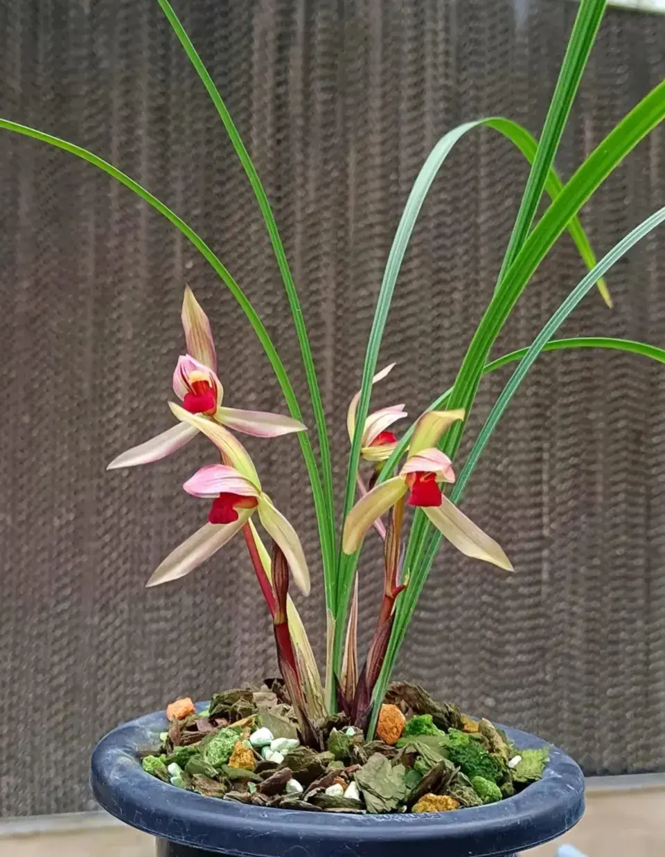 我国独有的"顶级"红素,国兰中的正统,花朵红艳,高级,值得入