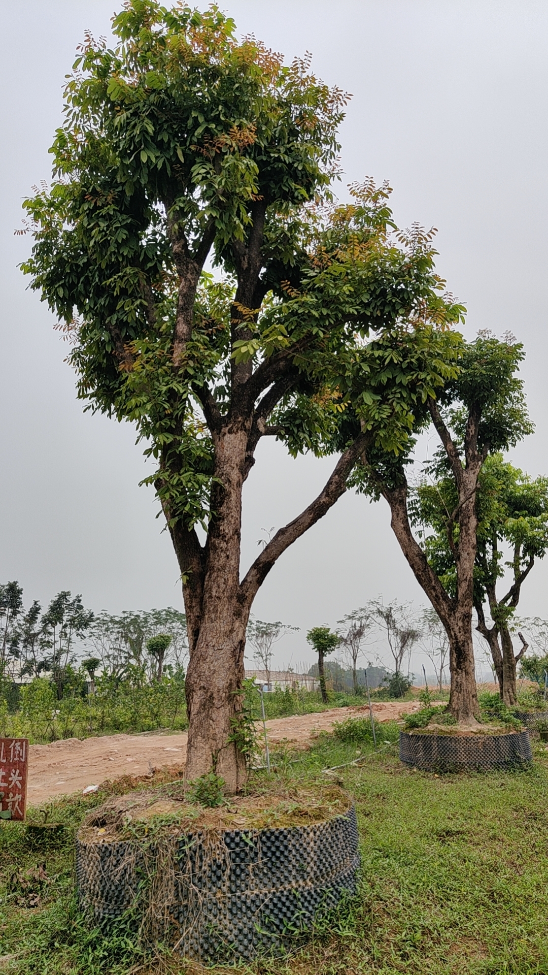 龙眼树栽种后的管理