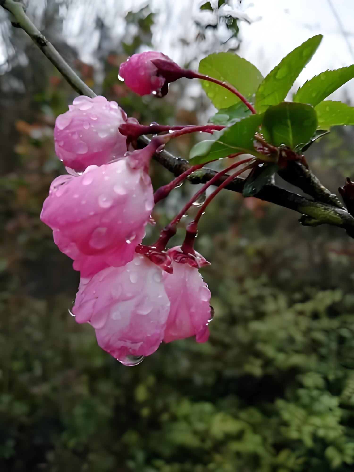 雨后樱花精美图片图片