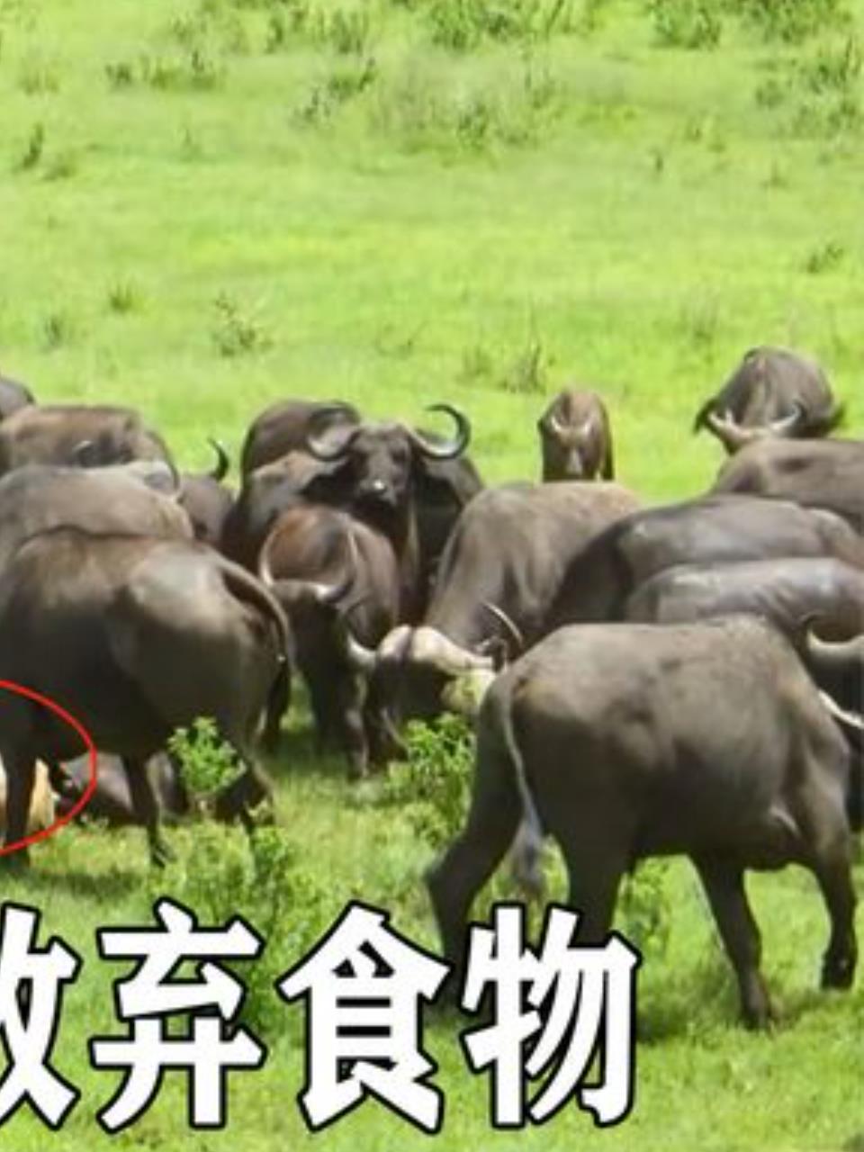 非洲野水牛霸气包围狮群雄狮宁死不退3
