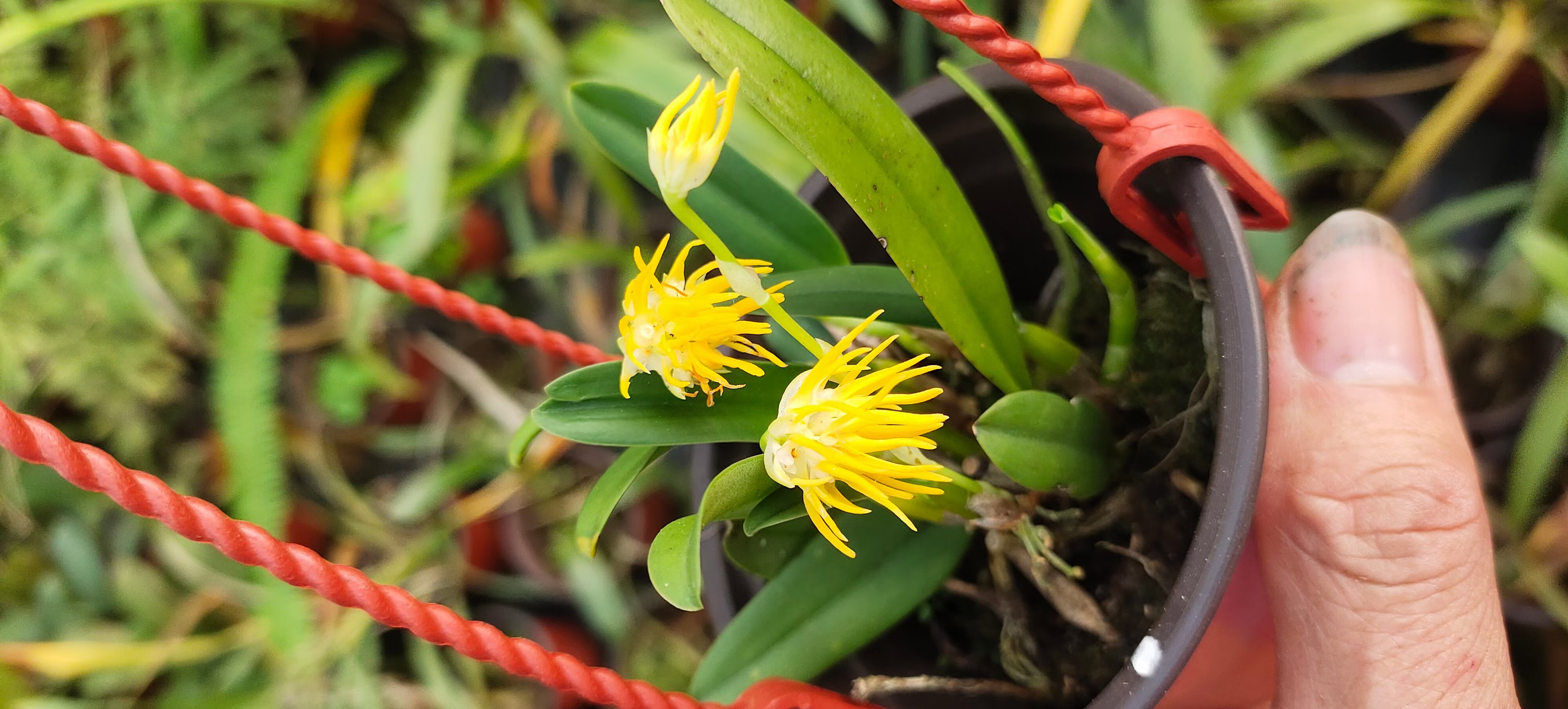 密花石豆兰,花朵像一个小太阳,香味浓郁,种一盆在室内,满屋子香喷喷