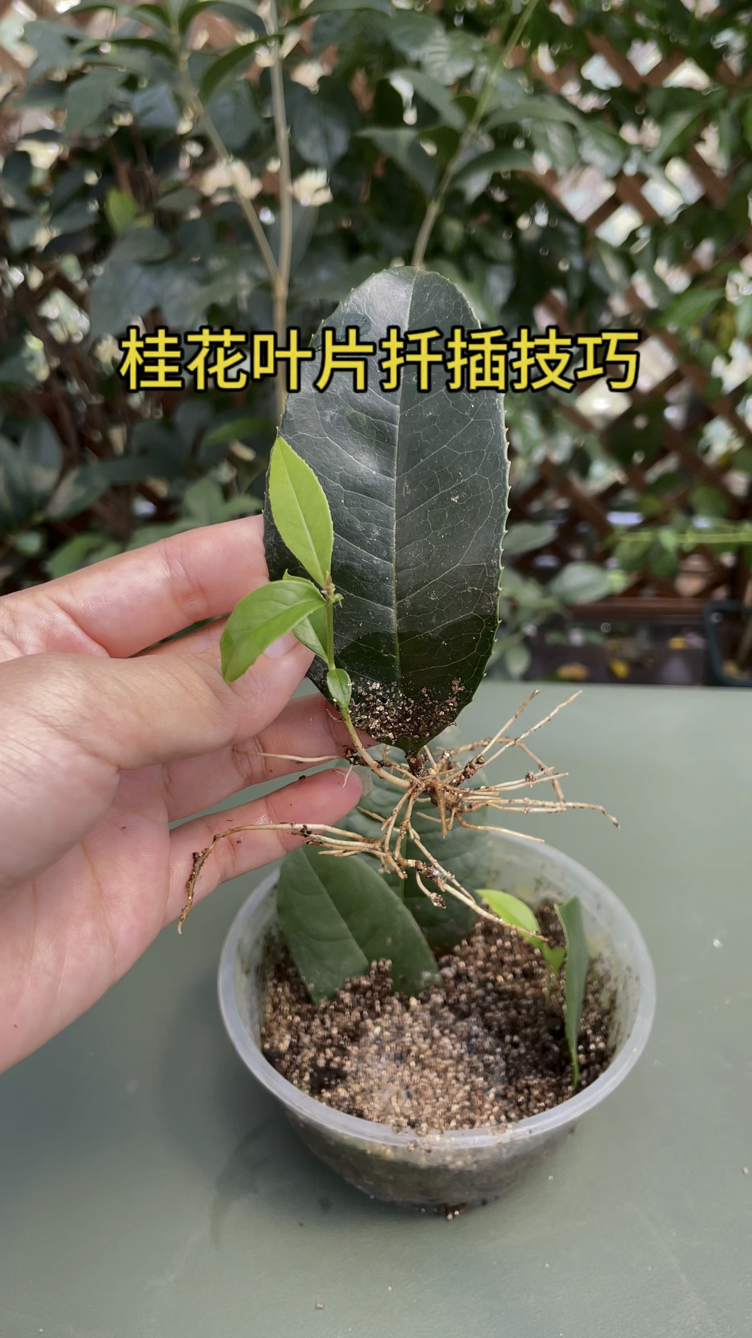 桂花叶片扦插技巧,你见过吗?