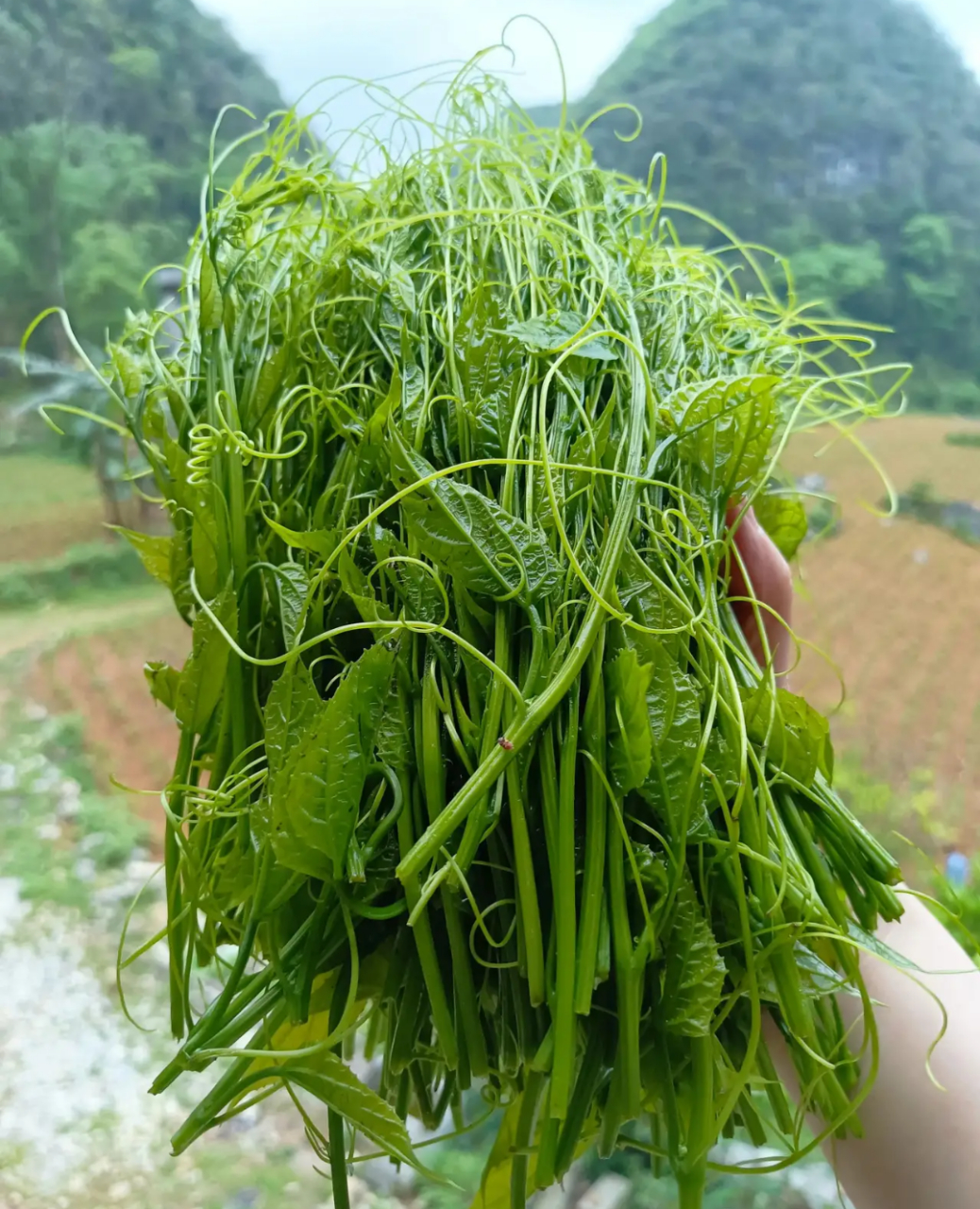 广西野生龙须菜图片