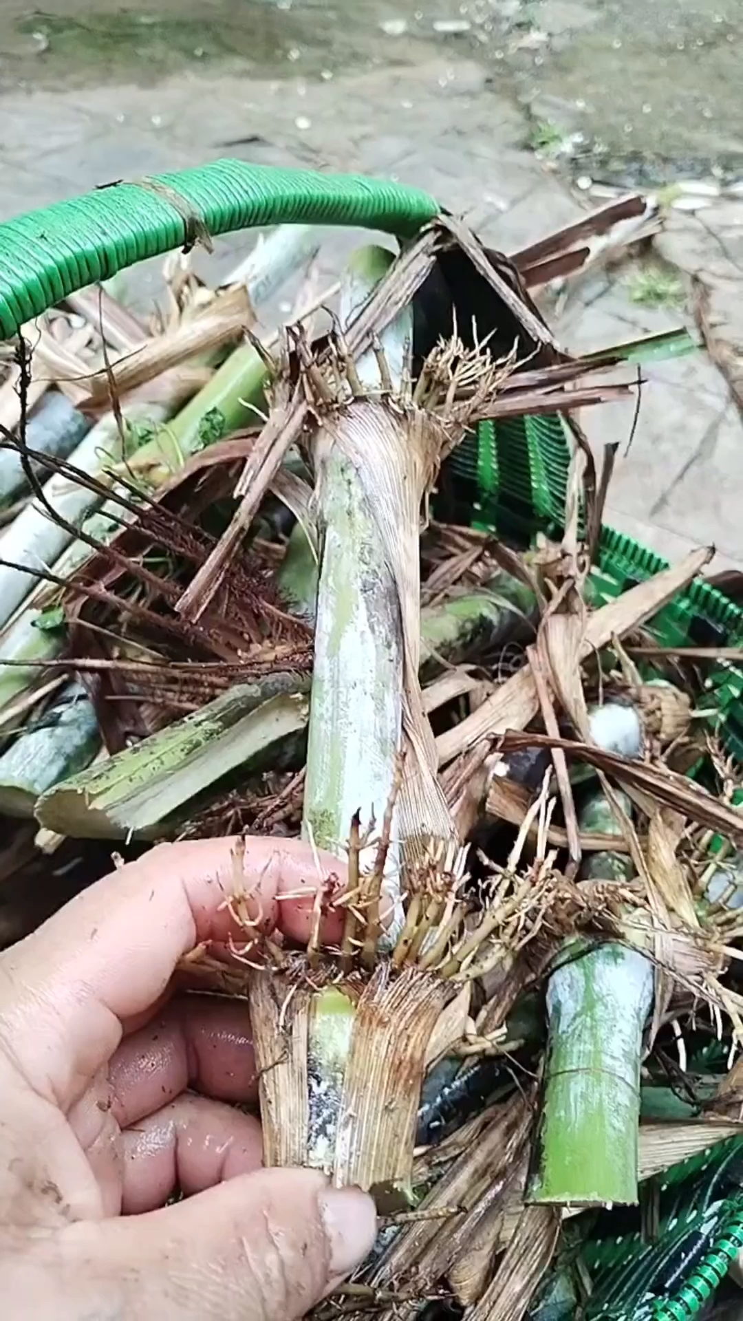 分蘖能力强的军粮一号牧草安排给养殖户-度小视