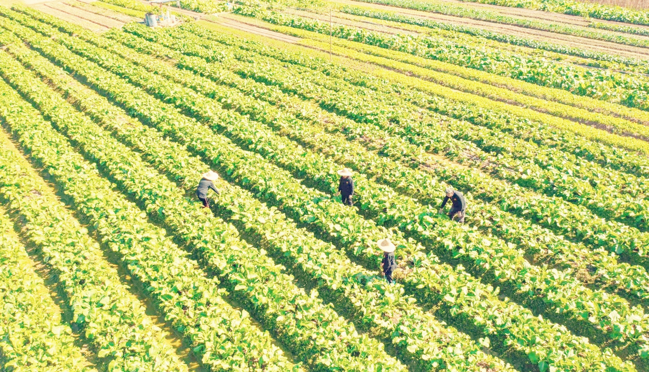 走进田间地头,镜头下的农场劳动者,仿佛一幅幅生动的画卷展开.