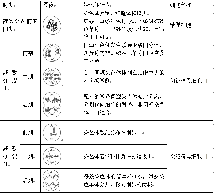 姐妹染色单体图解图片