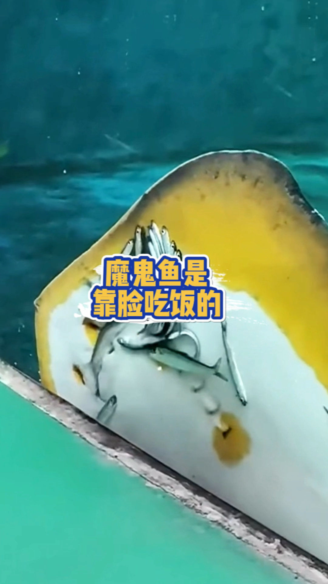 魔鬼鱼原来是靠脸吃饭的!