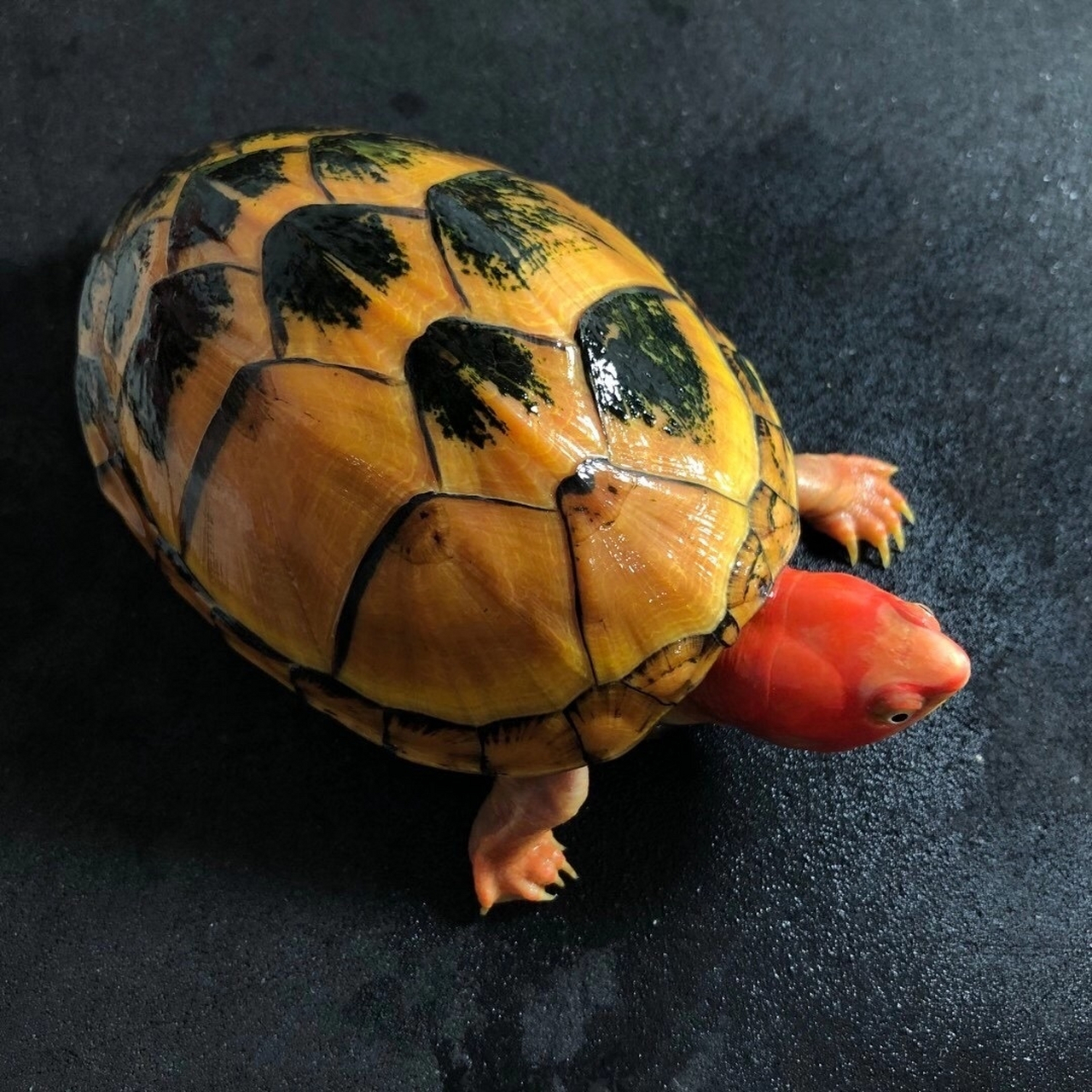 红面蛋龟家庭饲养全攻略:打造温馨龟窝,让爱宠健康成长
