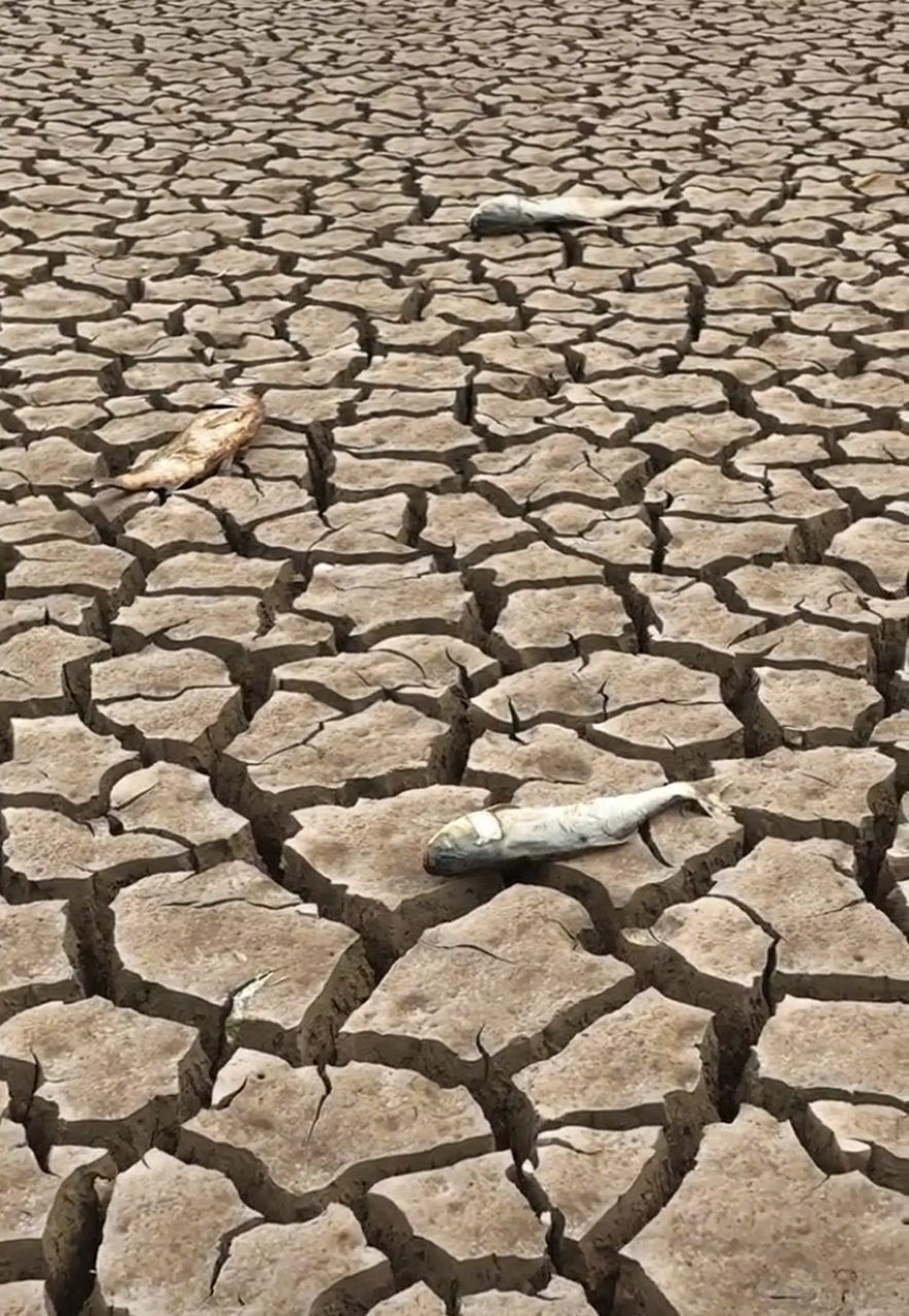 云南今年大旱,很多水库都干到底了,鱼都干死了,求大家给我来场说下就