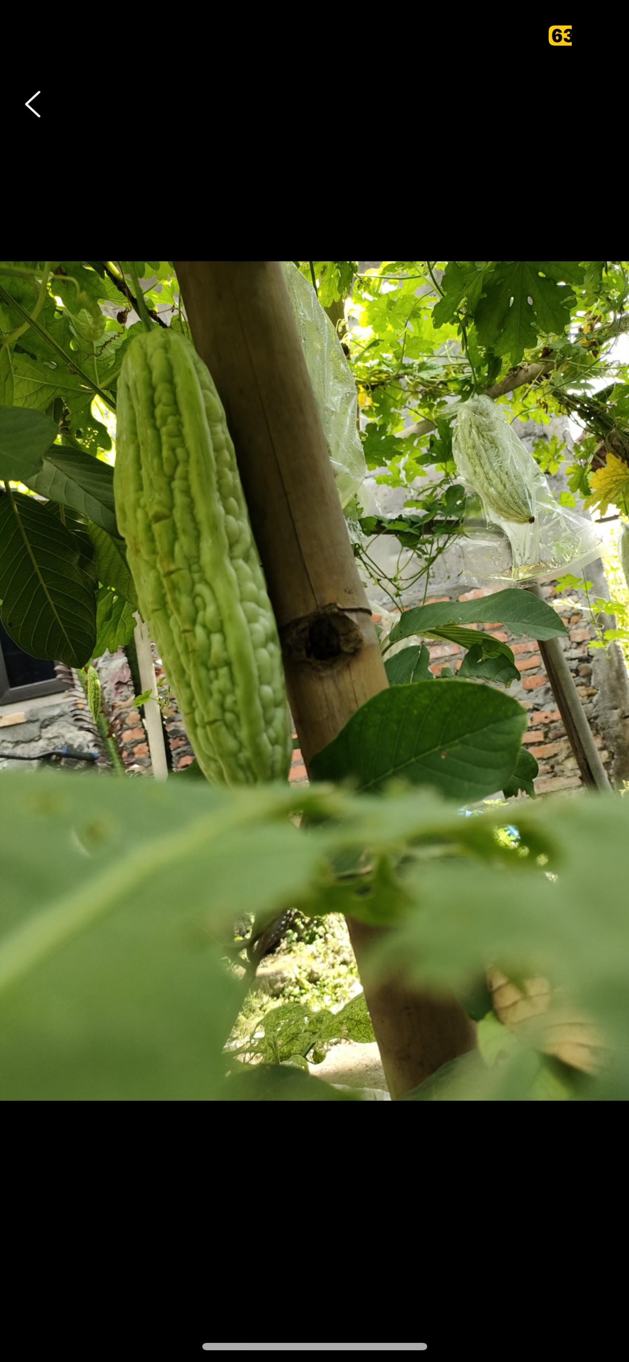 种植苦瓜为什么要搭架子?