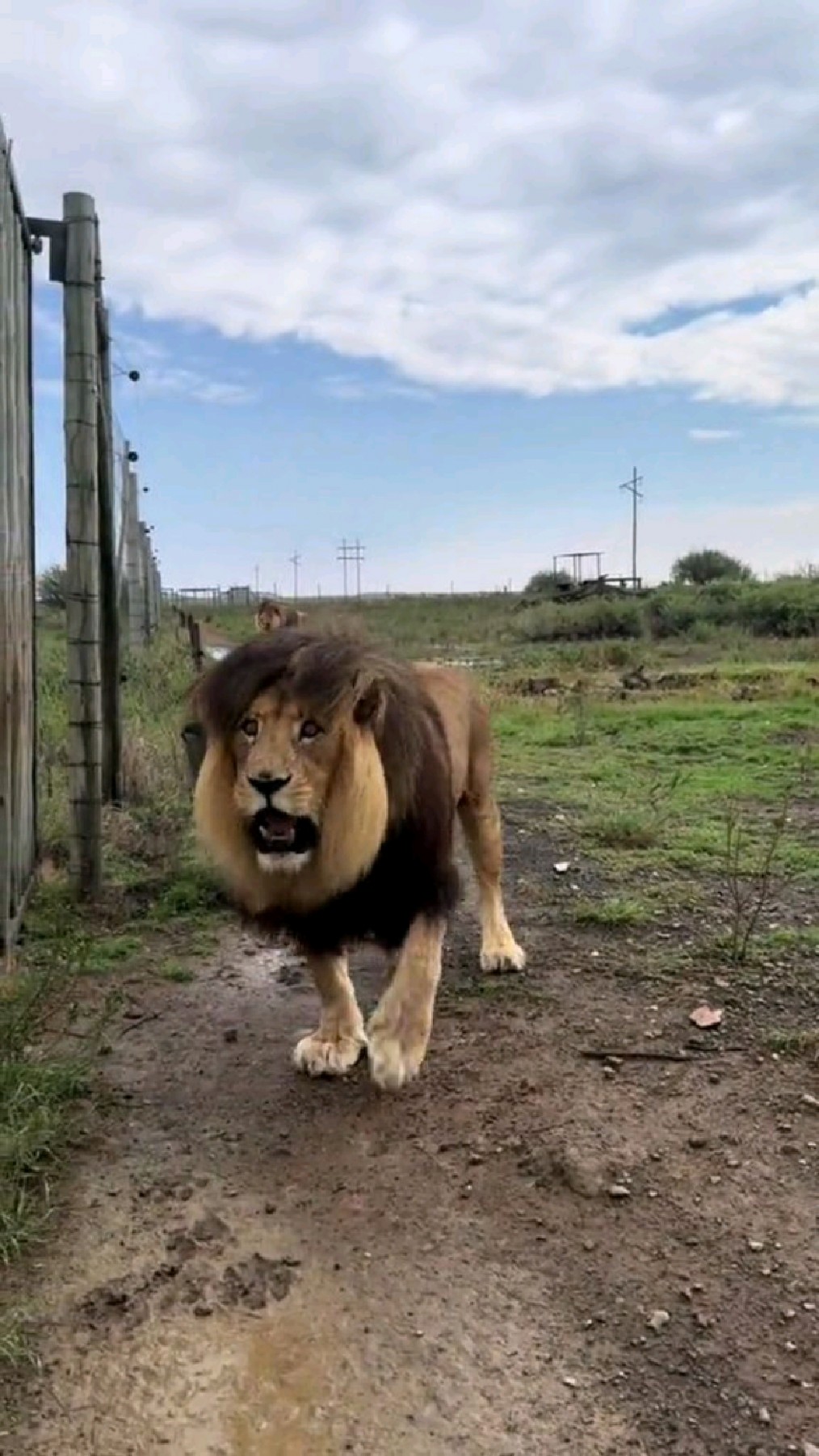 这头雄狮的发型不错