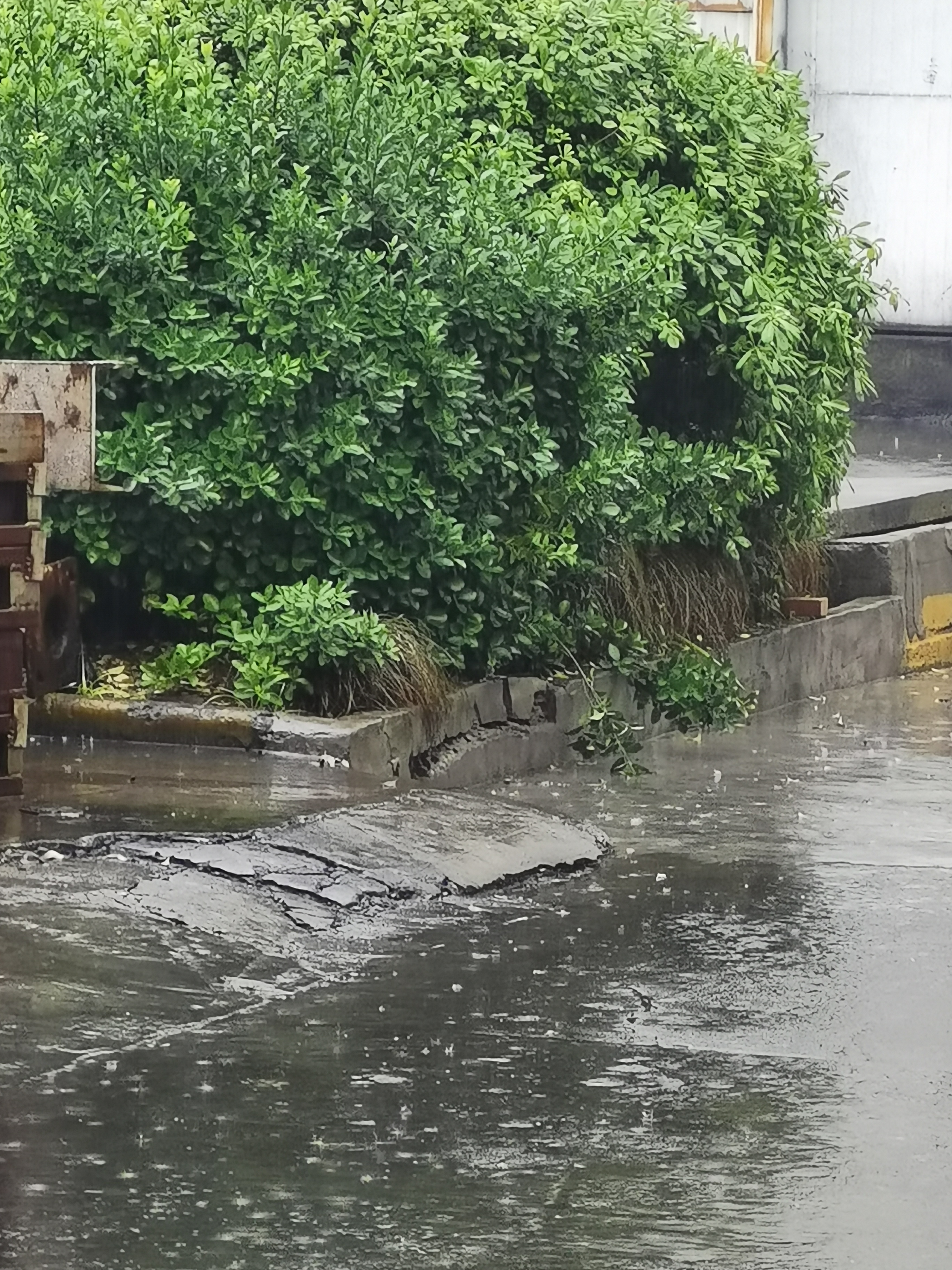 总之对雨没有敬畏,不像小孩子因下雨了高兴得跳起来,也不像小孩子因