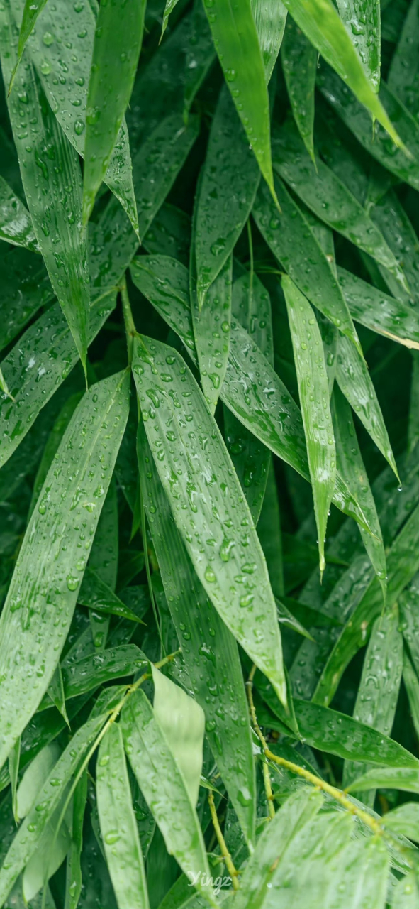 壁纸# 绿色的壁纸,一片绿意盎然的感觉,让你与自然同在,护眼的壁纸