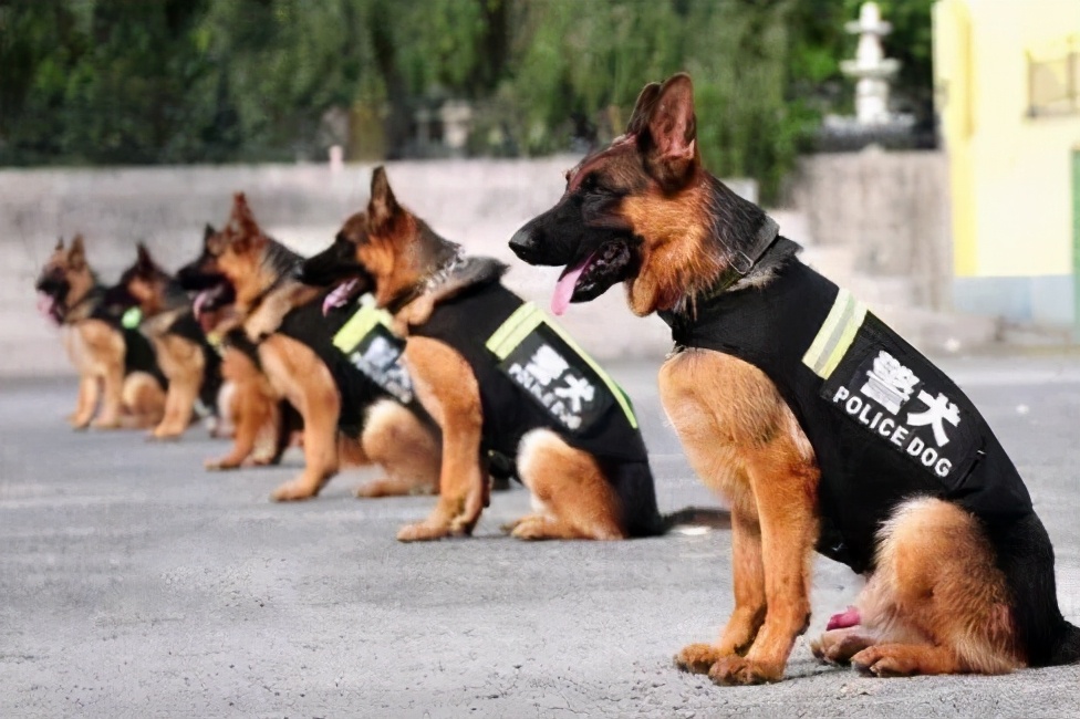 杭州退休民警白雁:百万自费建警犬养老院,无声战友的温馨家园