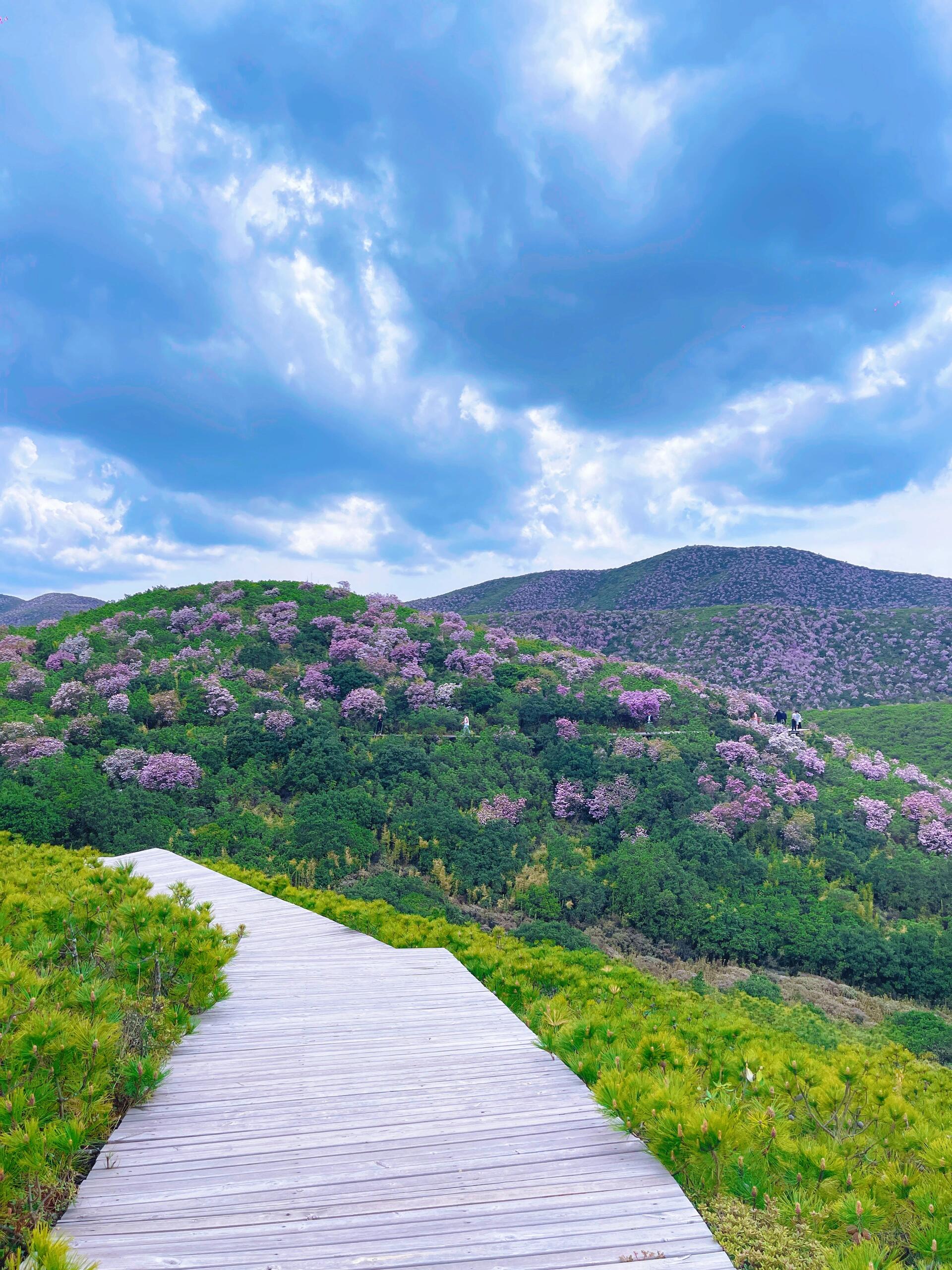 凉山|正是人间四月天 漫山遍野的索玛花盛开 谷克德七里坝(北侧),距离