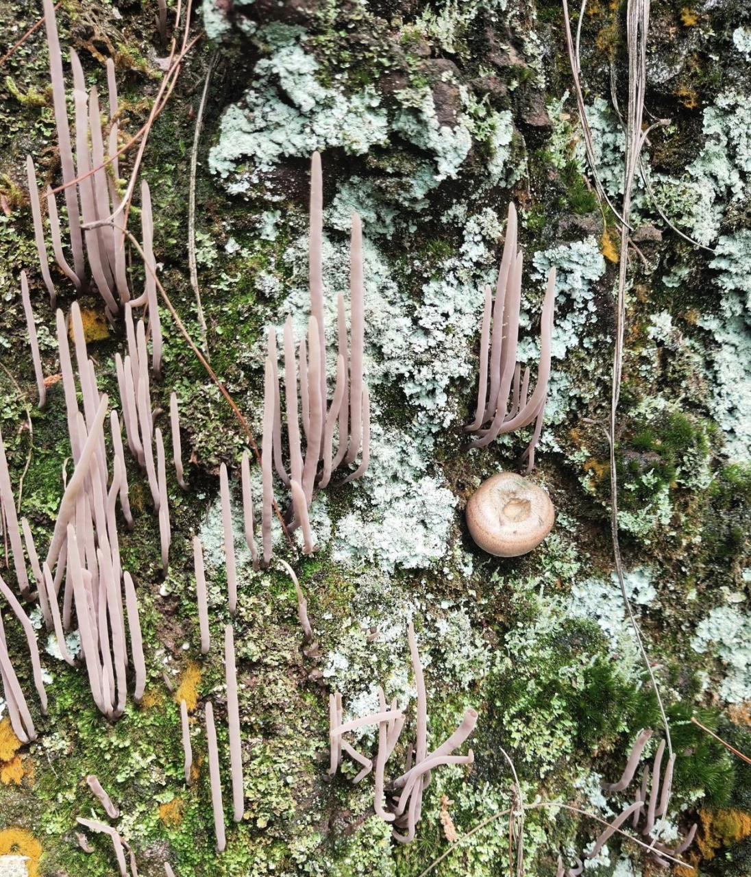 听说是一种菌,有人说叫涮把菌,有人说叫松毛菌,还有人说是灯芯菌,不