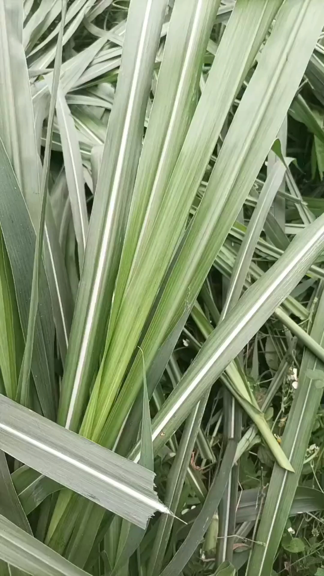 军粮一号牧草秸秆和叶片表面光滑无绒毛-度小视