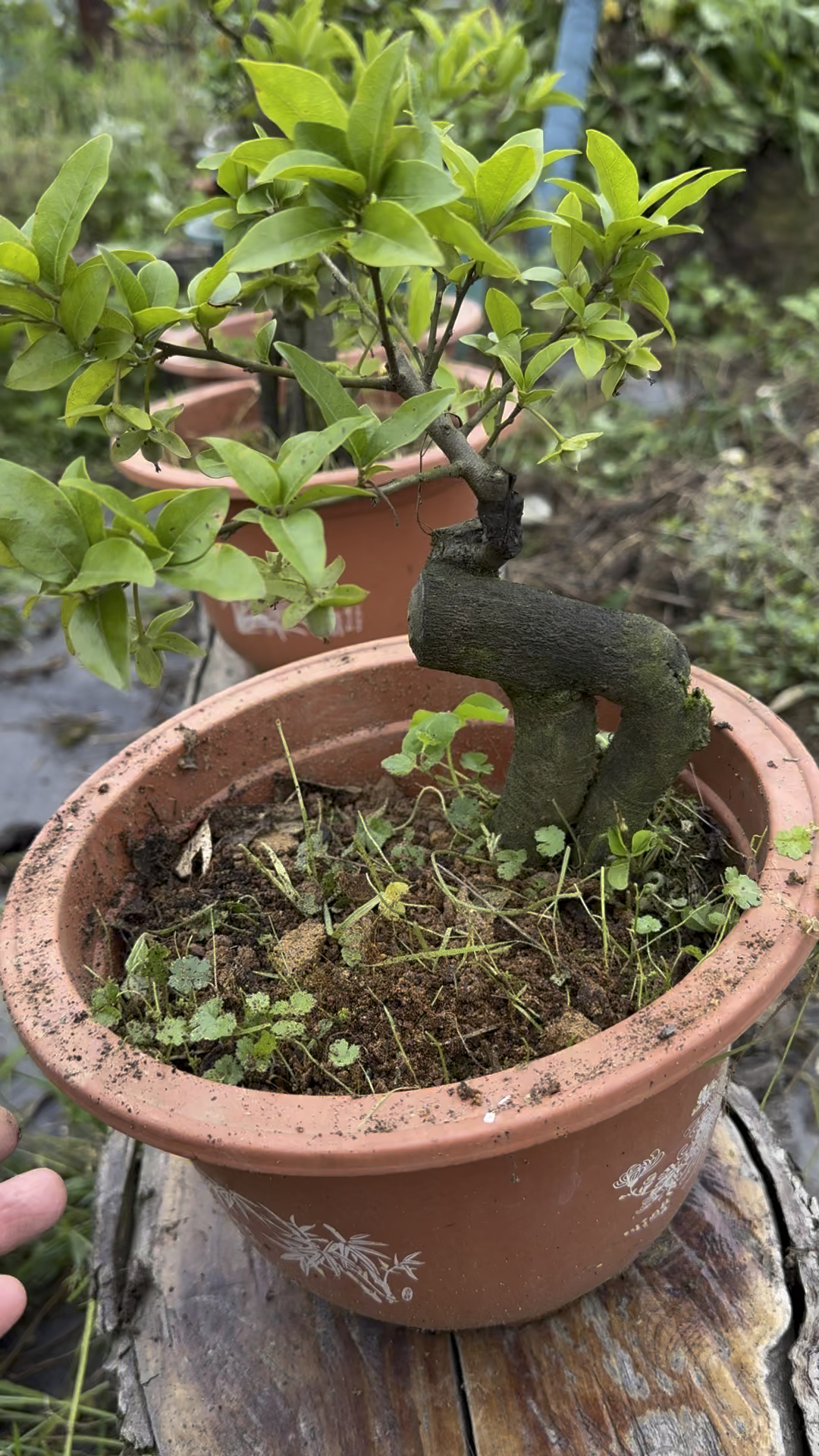 金弹子血钻小老桩