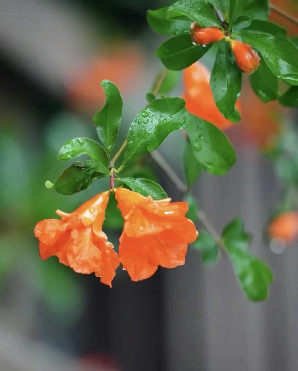 榴枝婀娜榴实繁,榴膜轻明榴子鲜.  可羡瑶池碧桃树,碧桃红颊一千年.