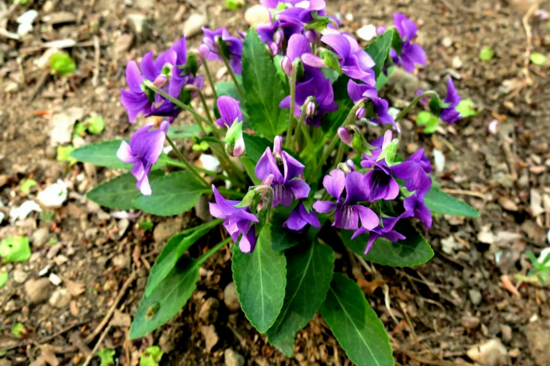 春日午后,偶遇田间的神奇小草——长萼堇菜!