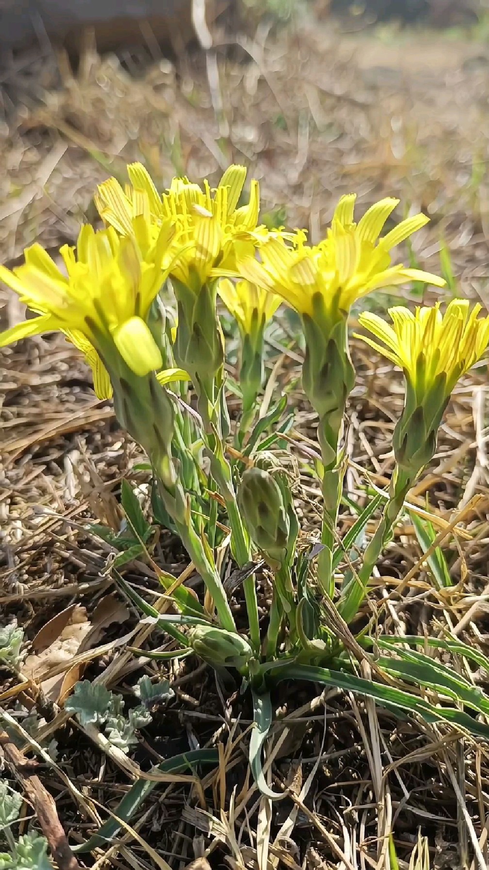 泰山本草之鸦葱,咧咧嘴,开黄花,三月三,黄了山