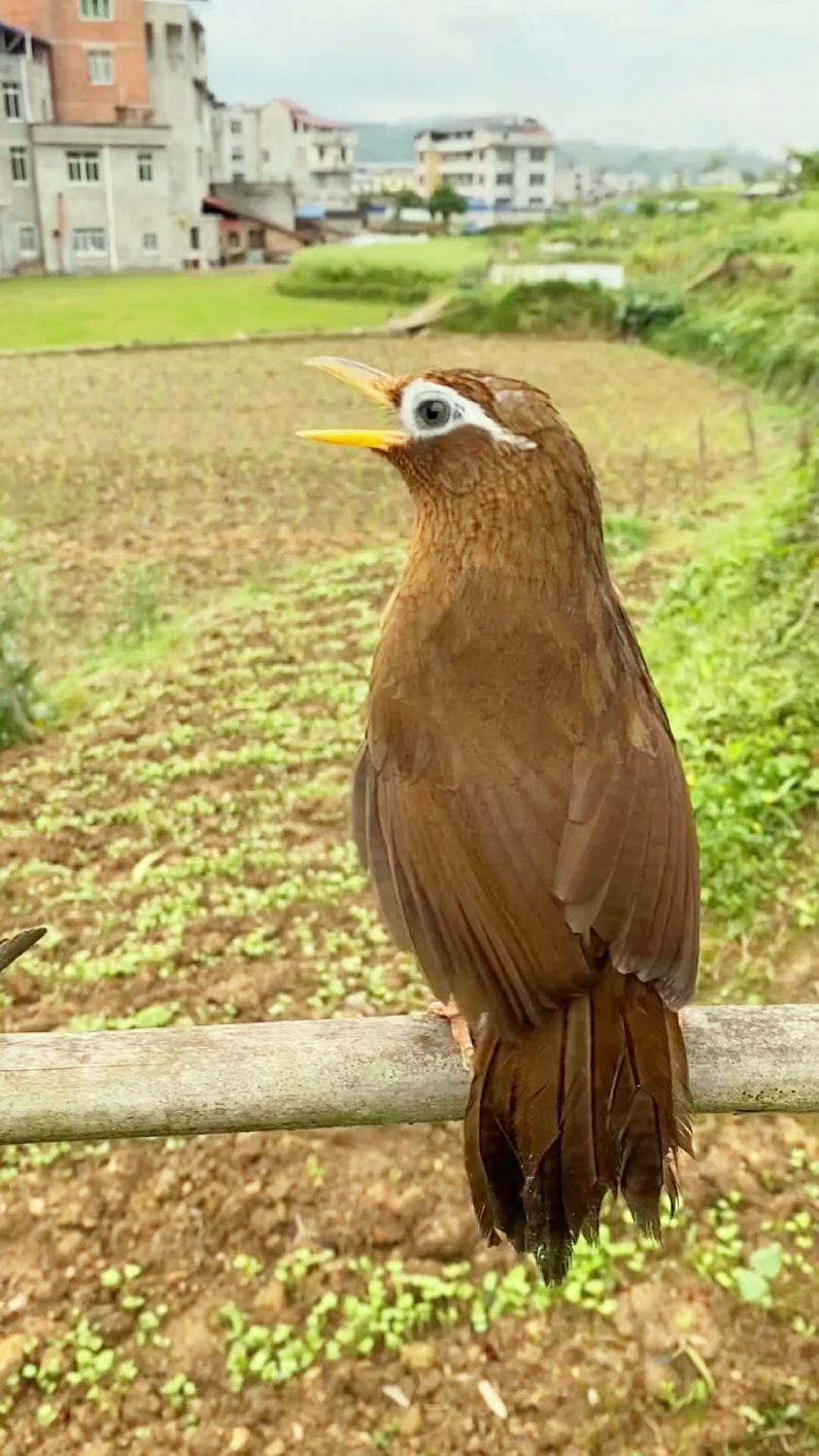 户外看见公画眉鸟叫