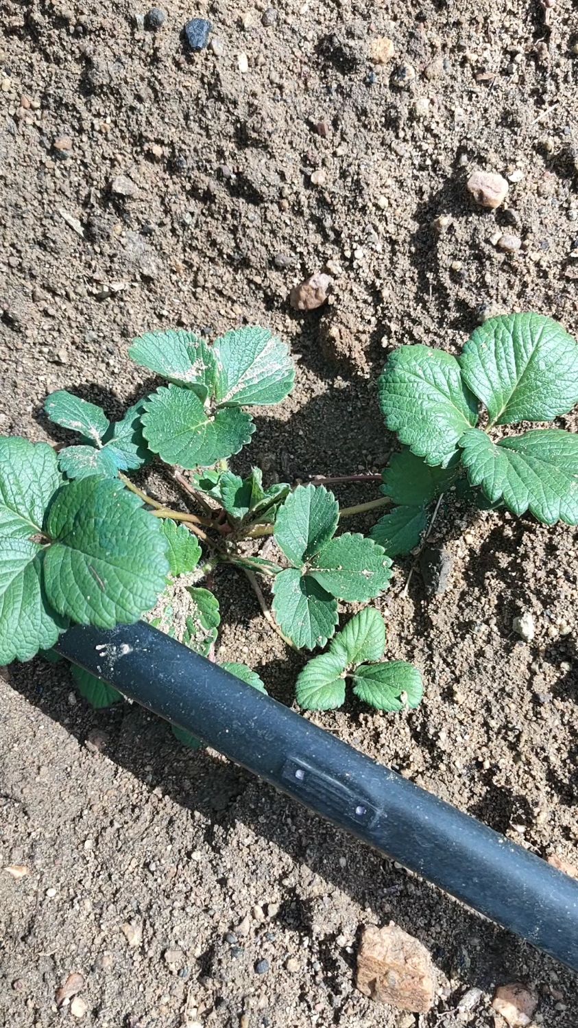 妙香三号草莓苗.亩产万斤的大果型早熟草莓苗品种