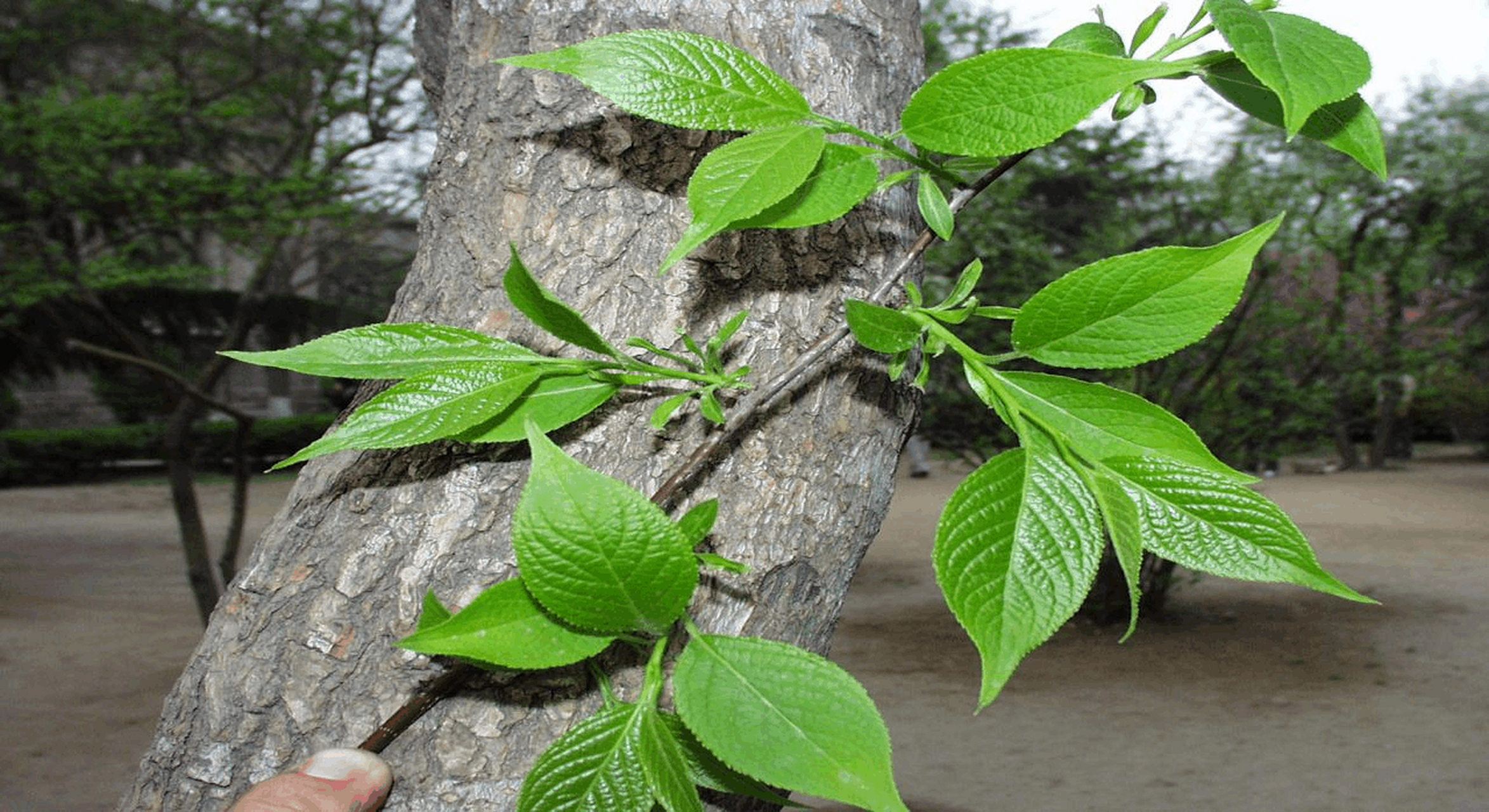杜仲树全身是宝,叶子和花朵可泡茶,树皮为中药材和食材,树干可作优质