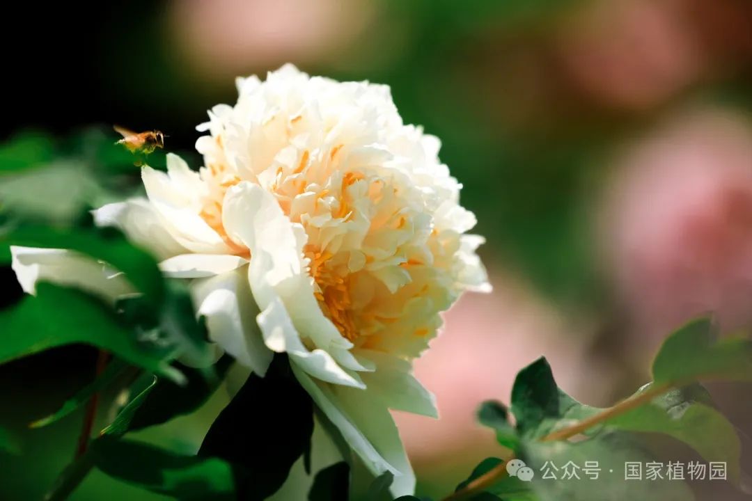 牡丹吐蕊 胜日寻芳