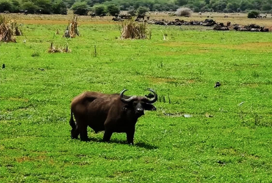 首先,非洲水牛,也叫"非洲野水牛".