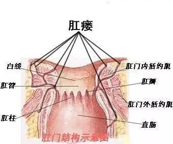 肛门与肠道结构图片图片