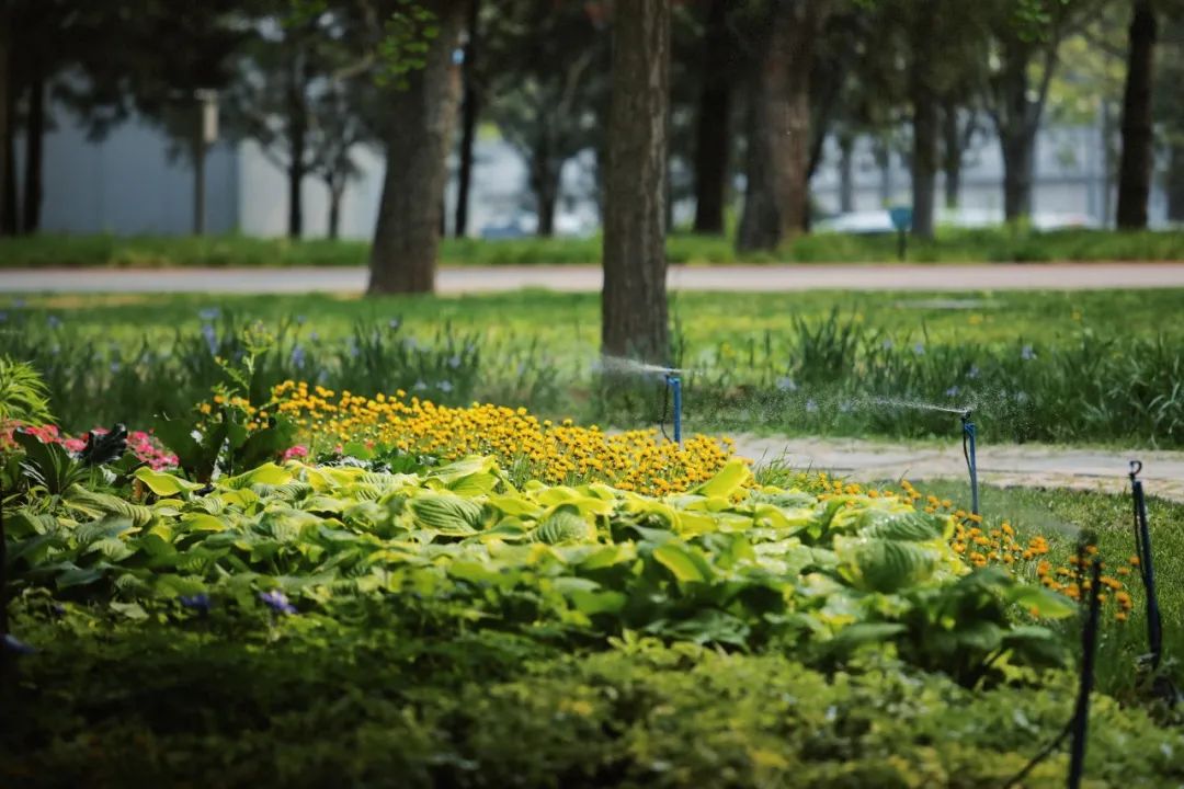 爱了!现实版的"莫奈花园",在海淀就能看到!