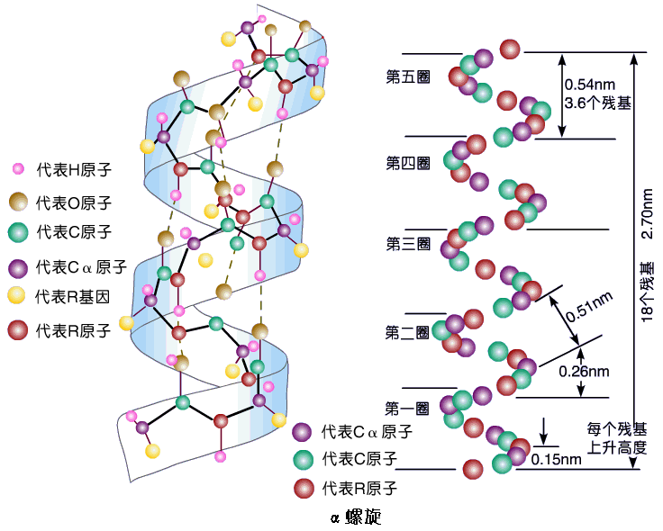 双螺旋结构简图图片